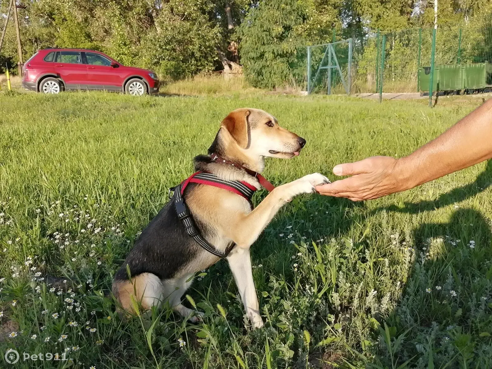 Собака Герда ищет дом в Краснооктябрьском районе | Pet911.ru