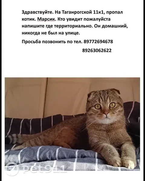 Пропала кошка на Таганрогской ул., 11к1, Москва | Pet911.ru