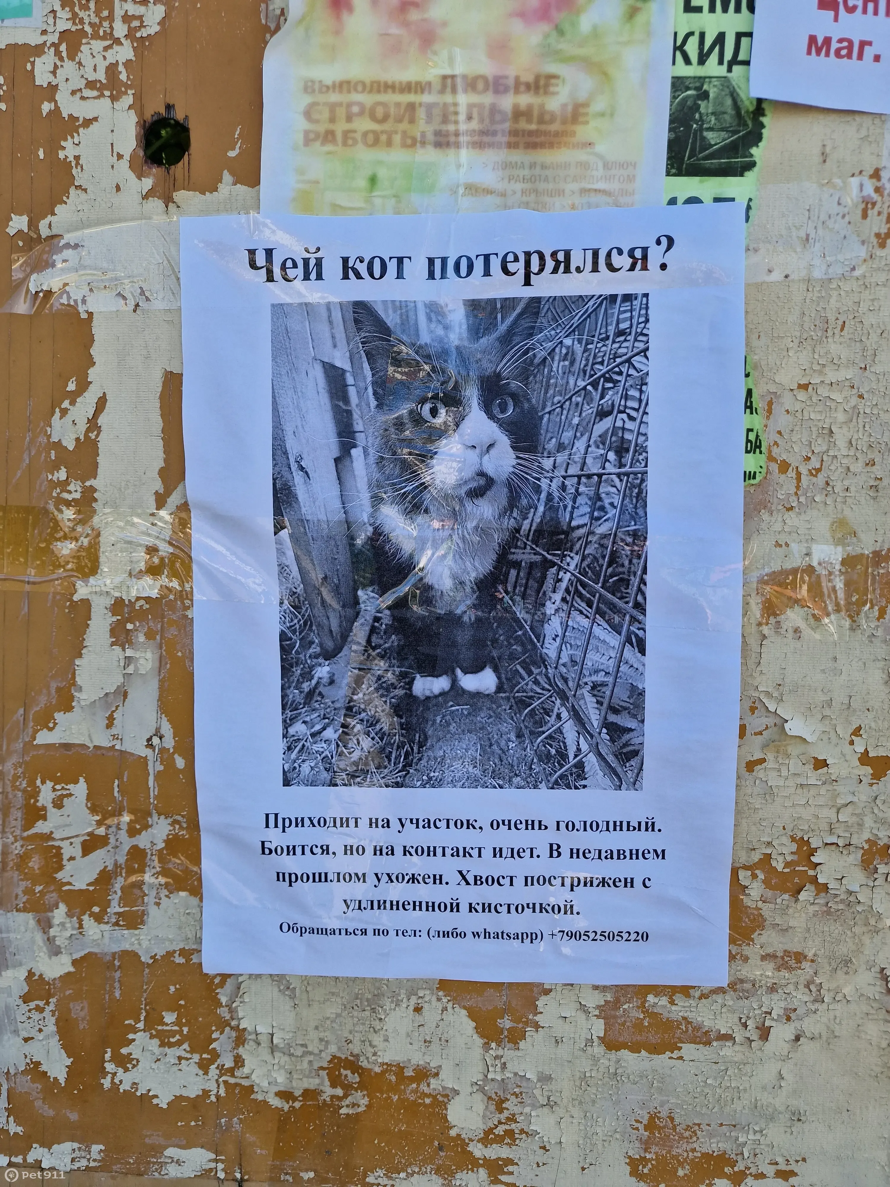 Найдена кошка на Лесной улице, 26, Сярьги | Pet911.ru