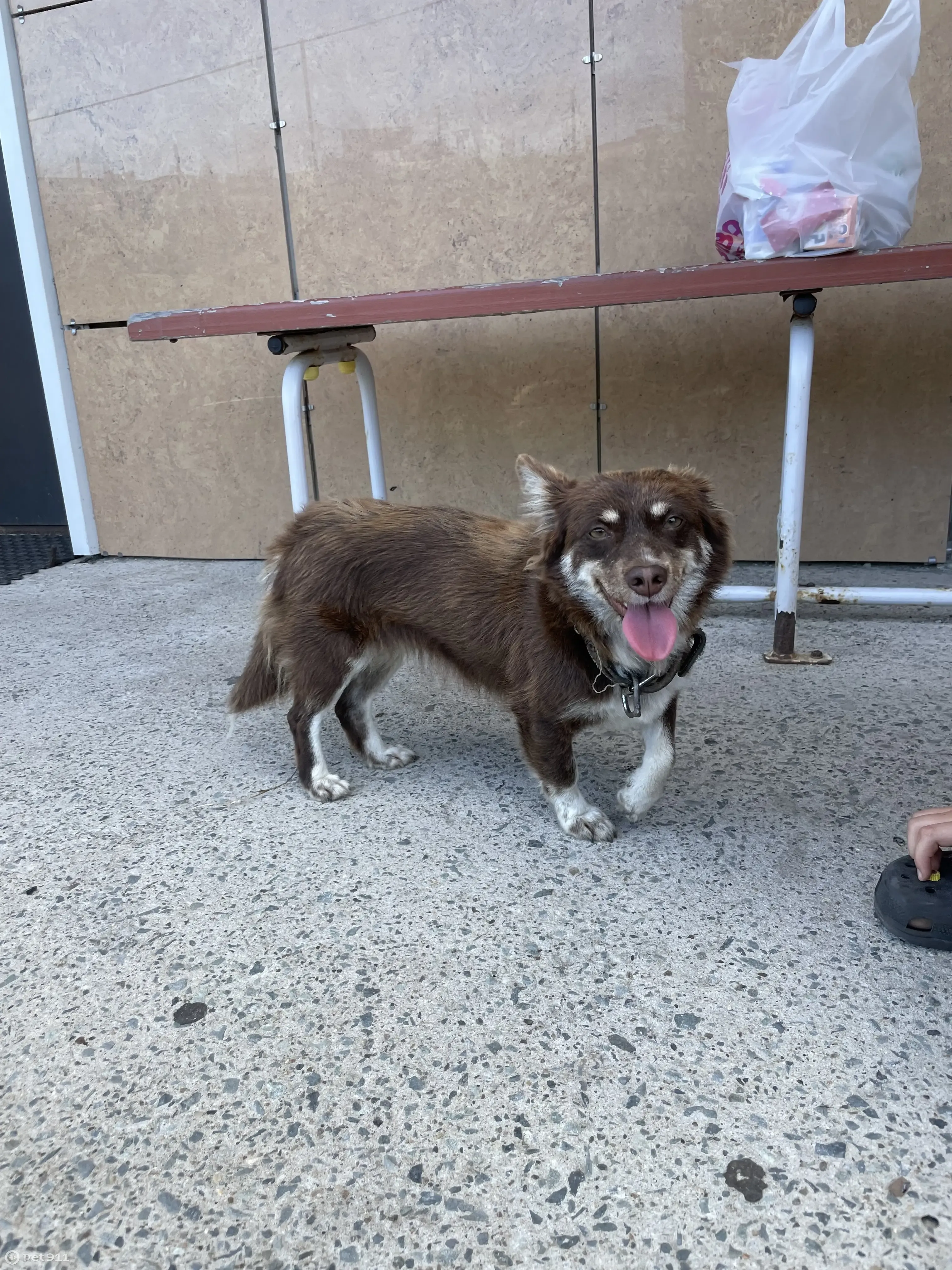 Найдена собака возле второго подъезда дома на ул. Леонова, 66, Владивосток  | Pet911.ru