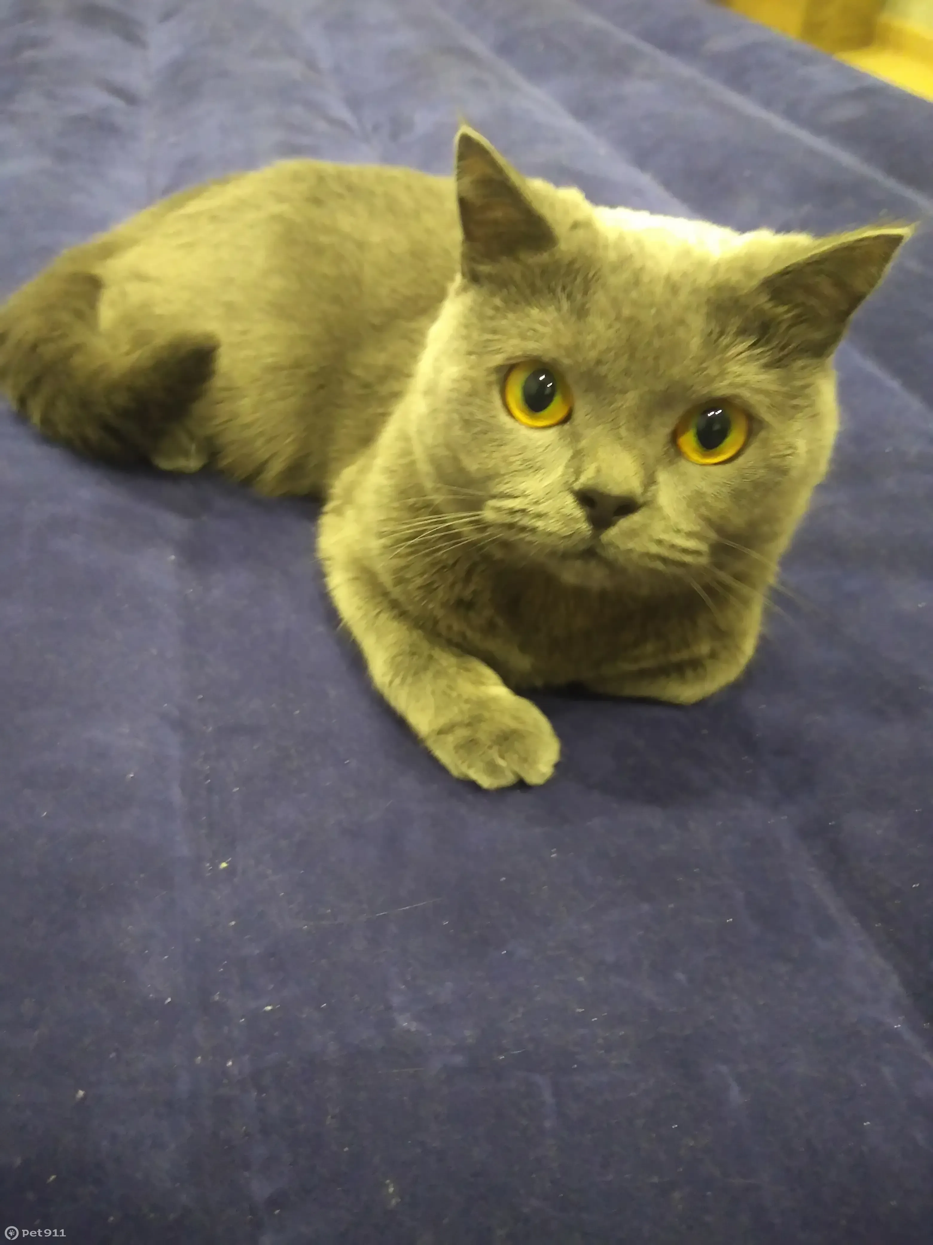 Пропала серая кошка, ул. Ленина 9, Сосногорск - photo