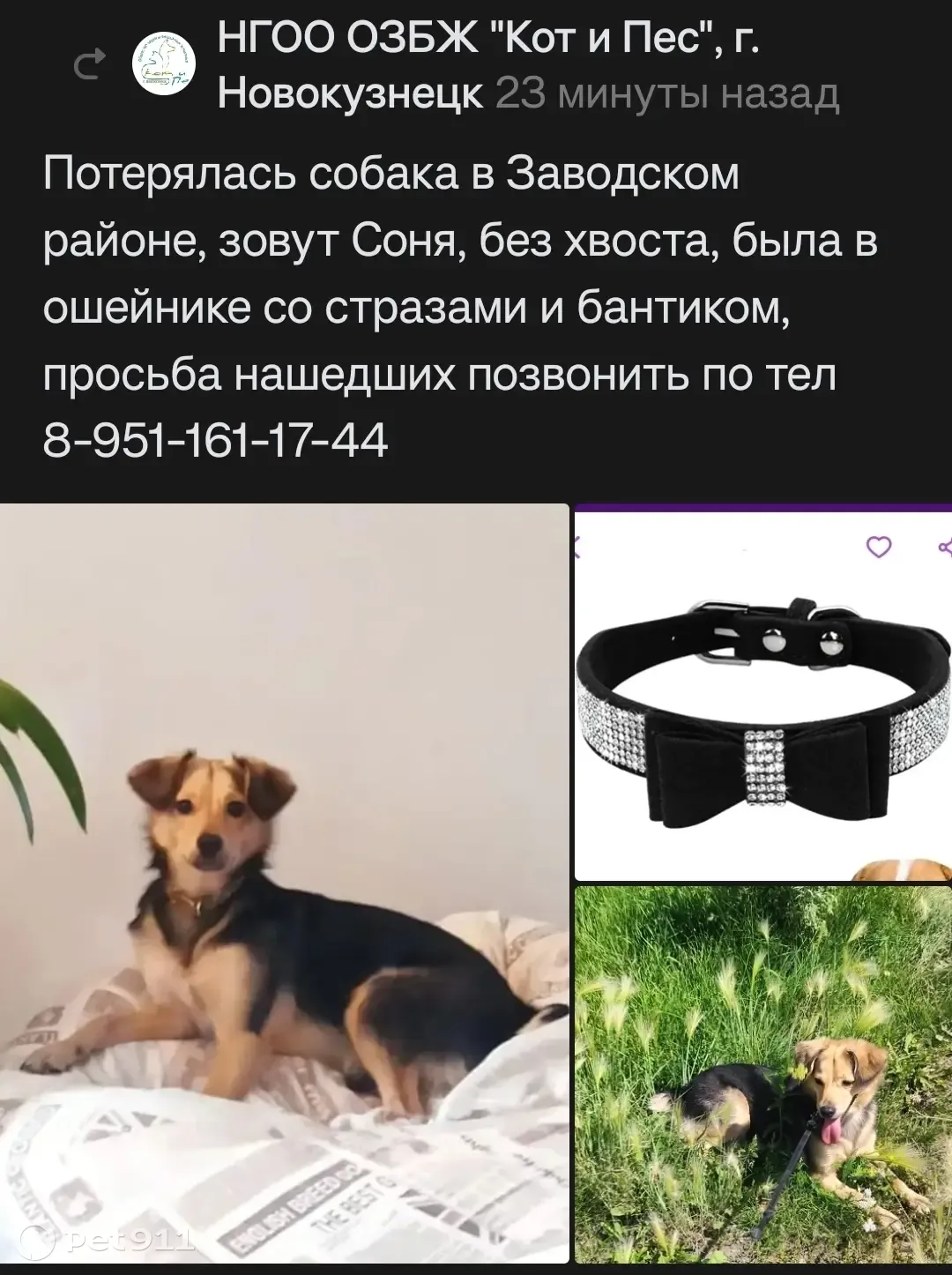 Пропала собака Соня, ул. 40 лет ВЛКСМ, 2, Новокузнецк | Pet911.ru