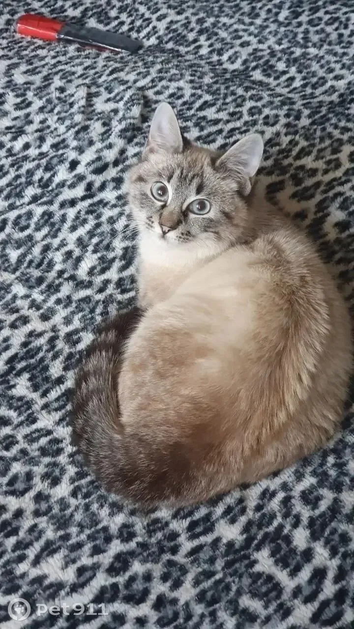 Спасите кошку! адрес: ул. Семашко, 4 к1, Мытищи - photo