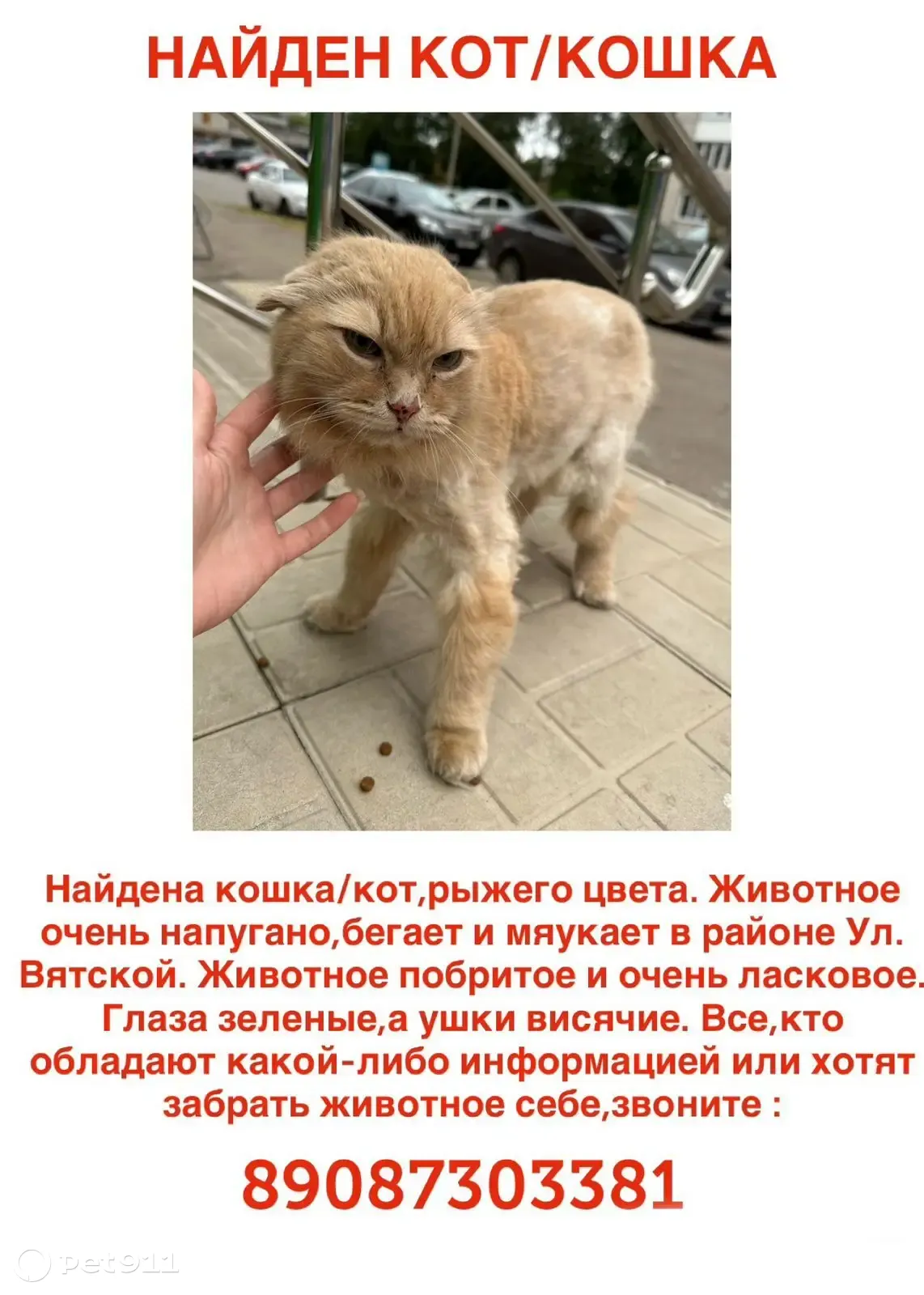 Найдена персиковая кошка на Вятской улице, 41 к1, Н. Новгород | Pet911.ru