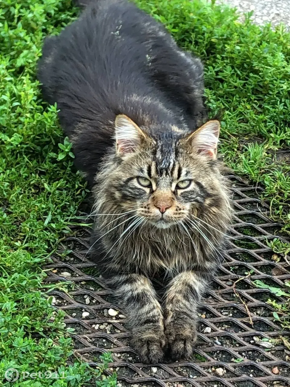 Пропала кошка Котик породы мейн-кун в Московской области | Pet911.ru