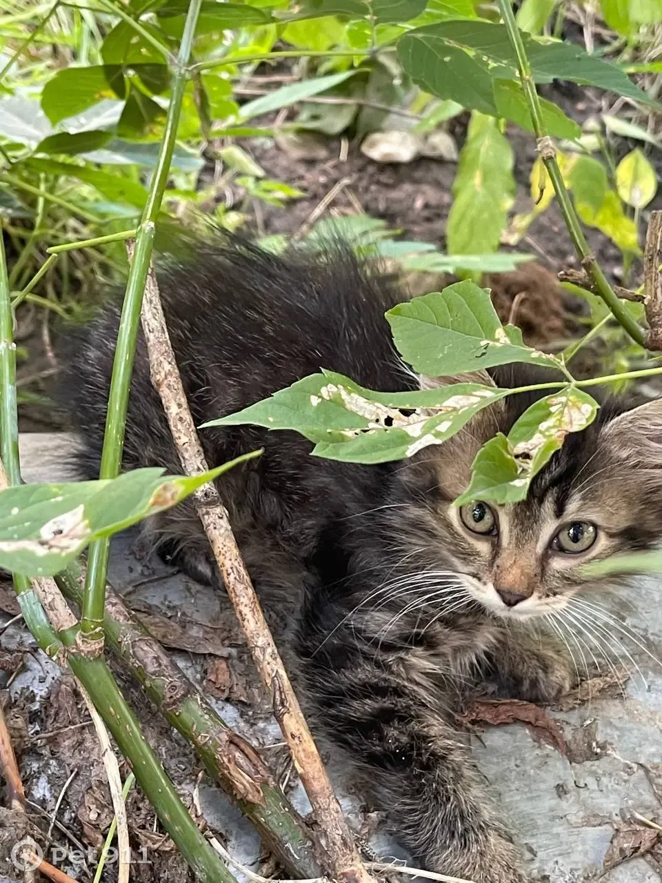 Срочно ищут дом маленькие котята в Москве | Pet911.ru