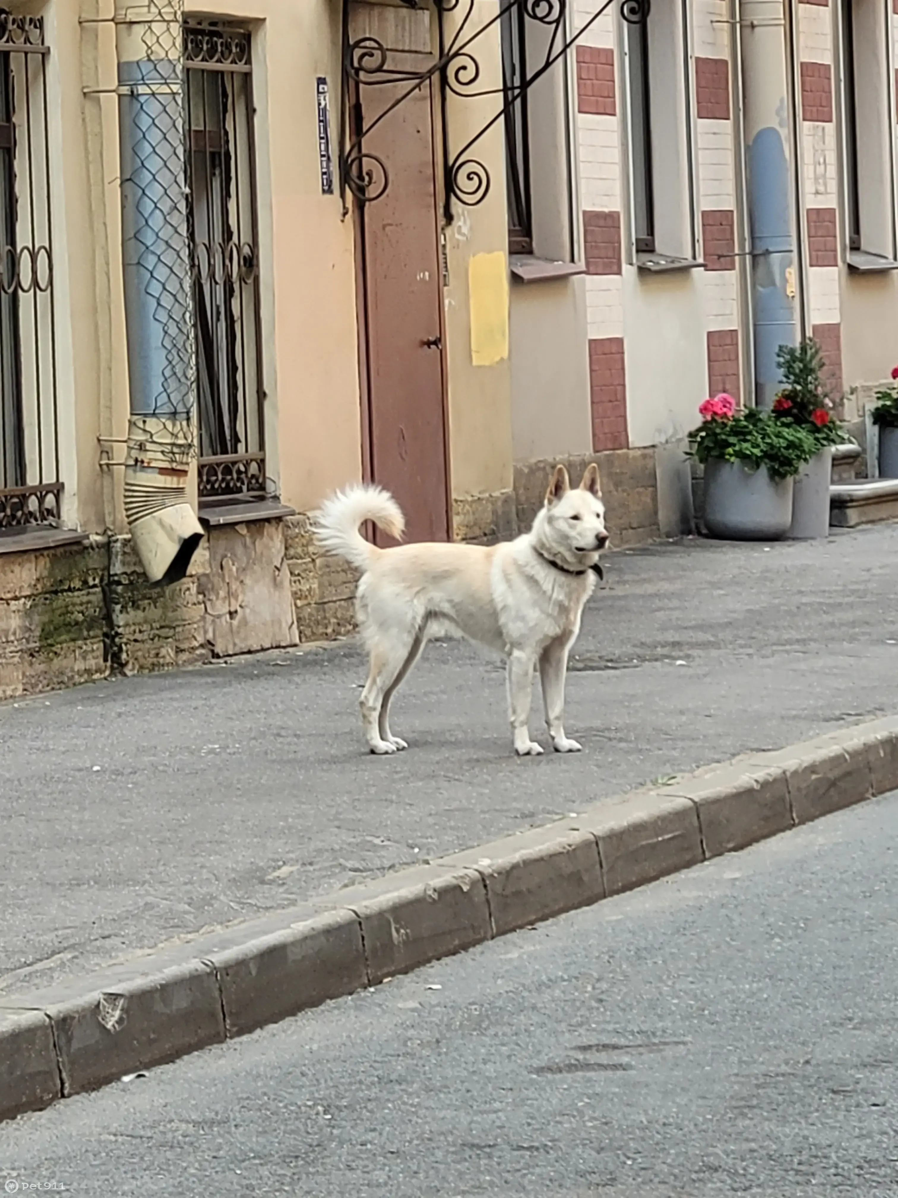 Собака Белый песель, Полозова ул., 8, СПб | Pet911.ru