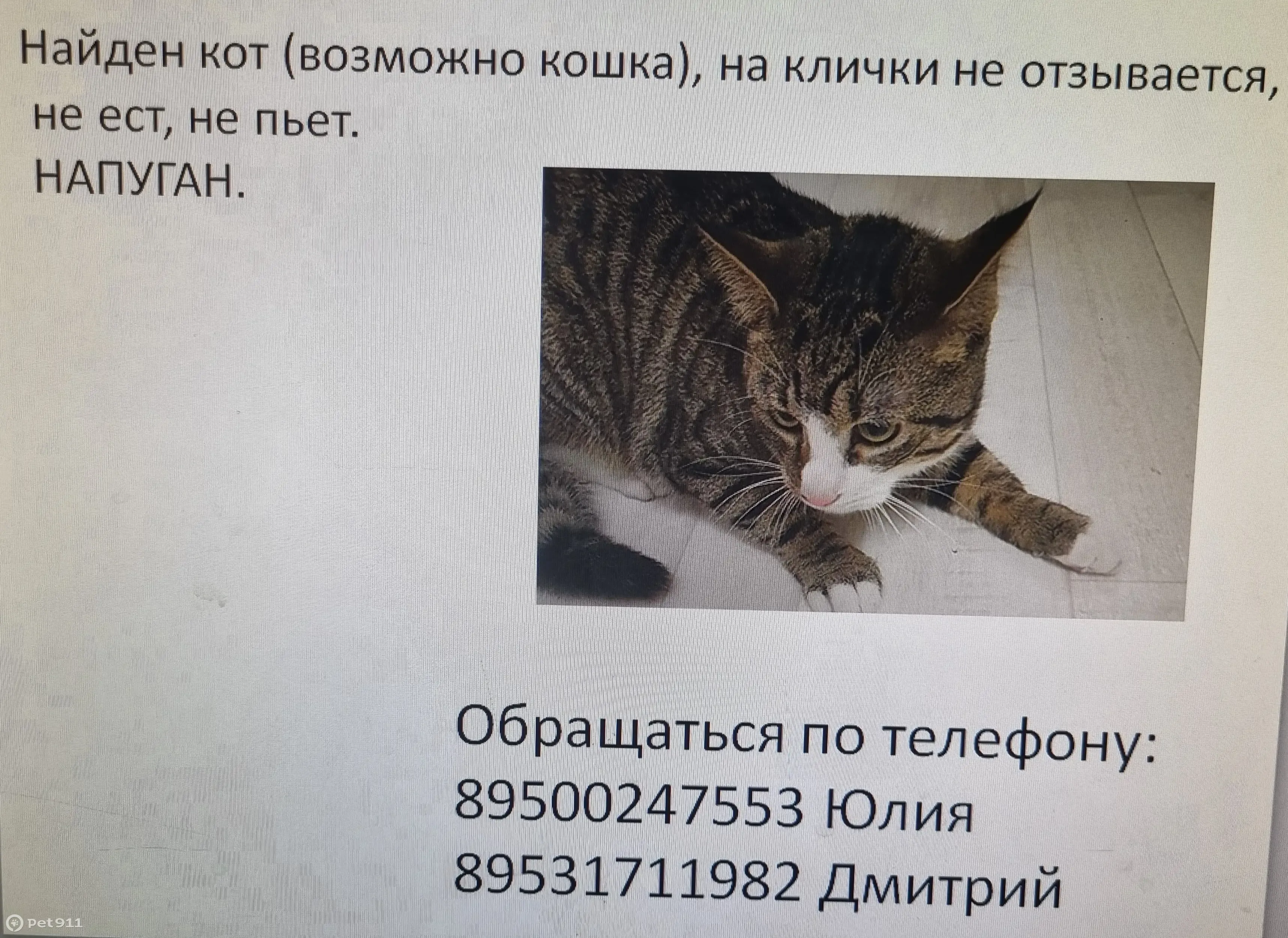 Кошка найдена на ул. Хлопина, 7 к3, СПб | Pet911.ru