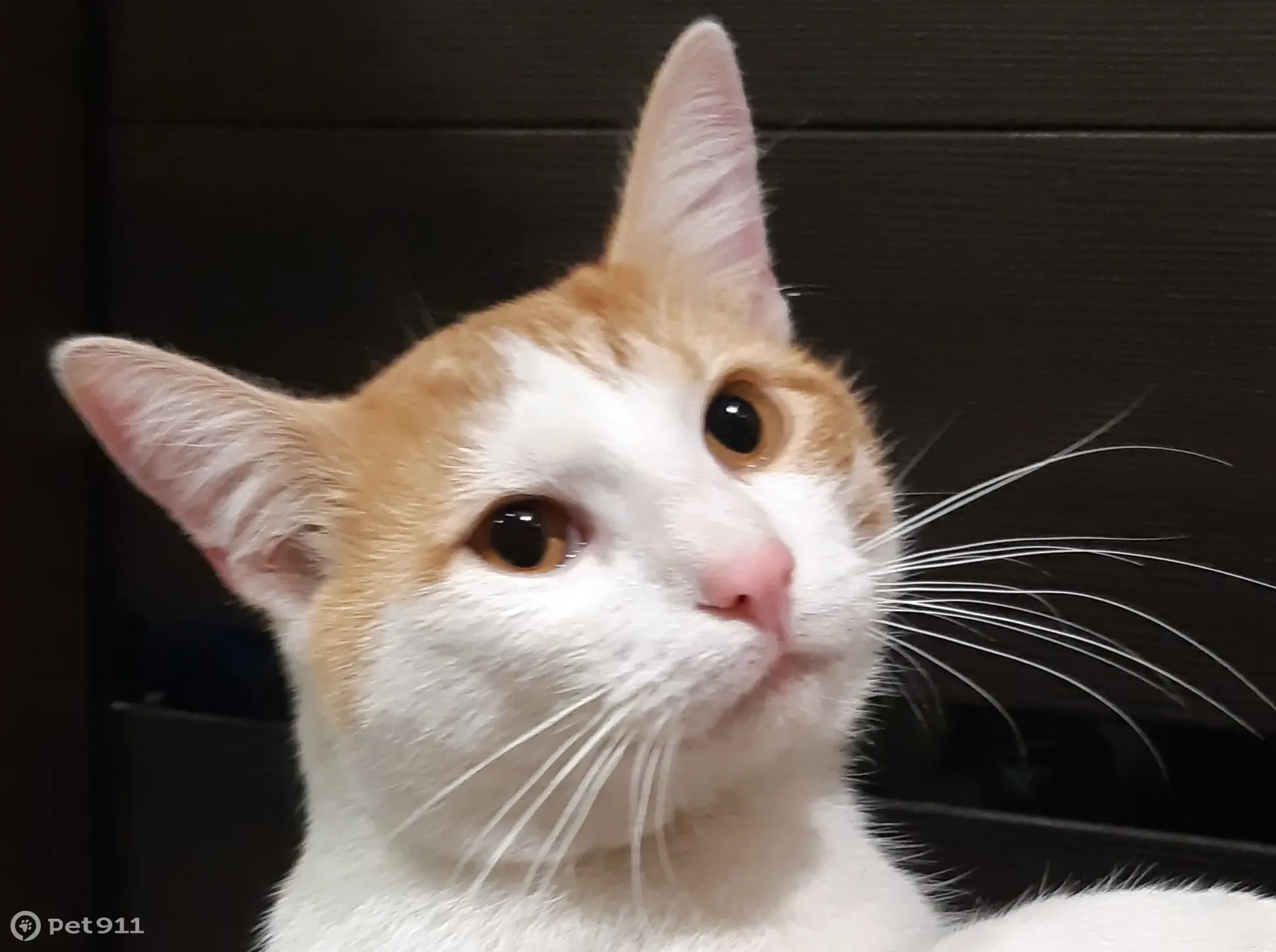 Grateful cat