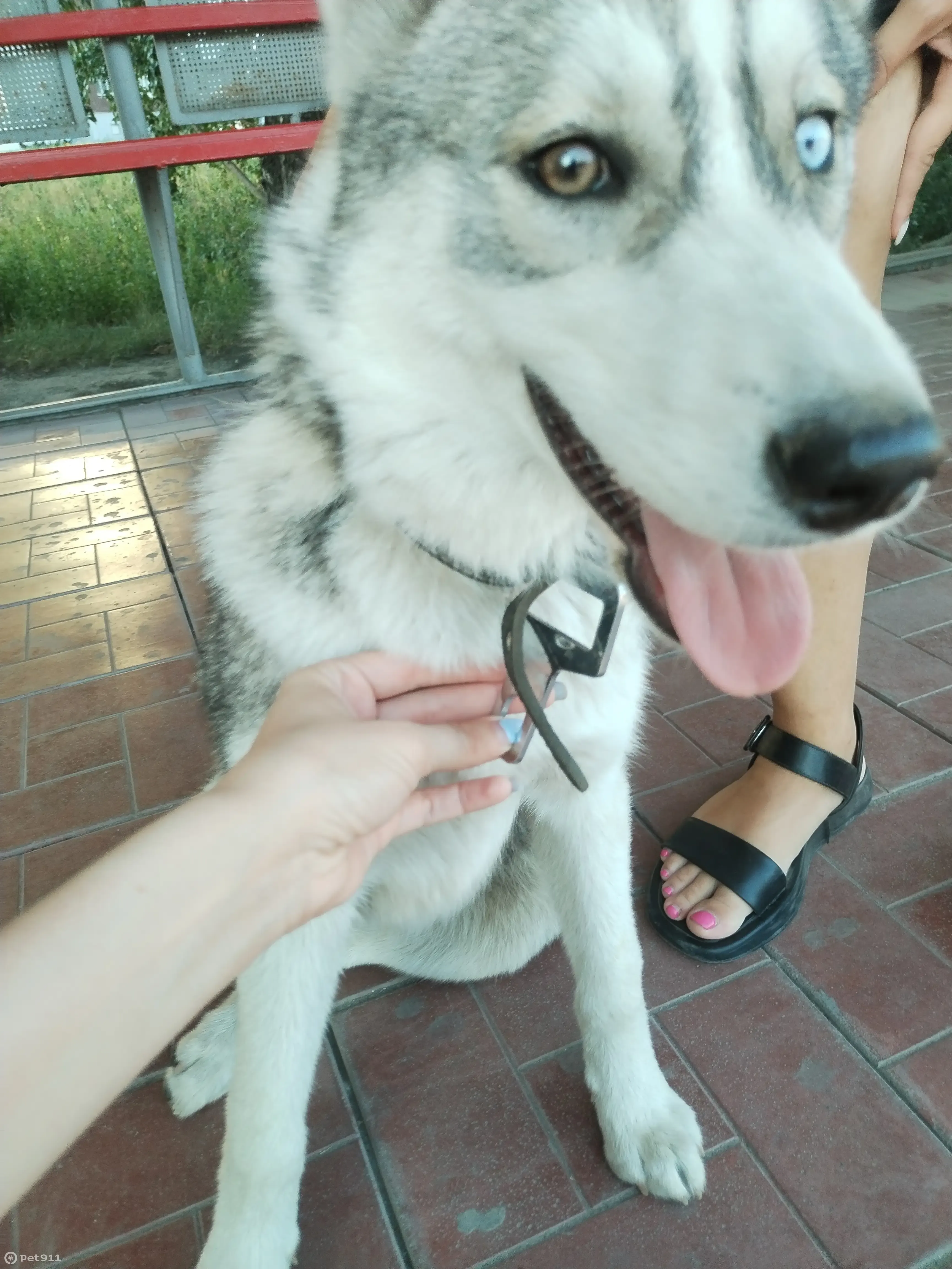 Найдена собака хаски в Екатеринбурге (ЖБИ) | Pet911.ru
