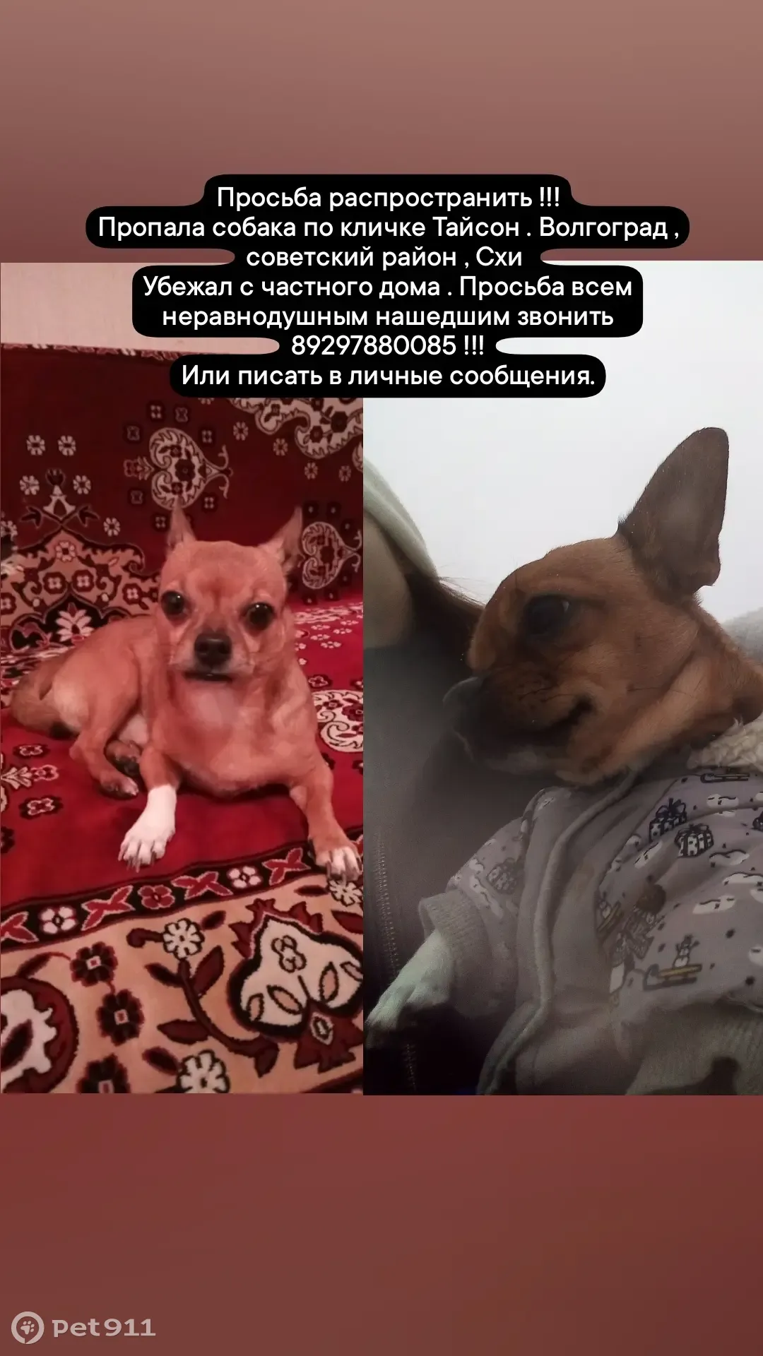 Пропала собака Тайсон в Волгограде, Схи | Pet911.ru