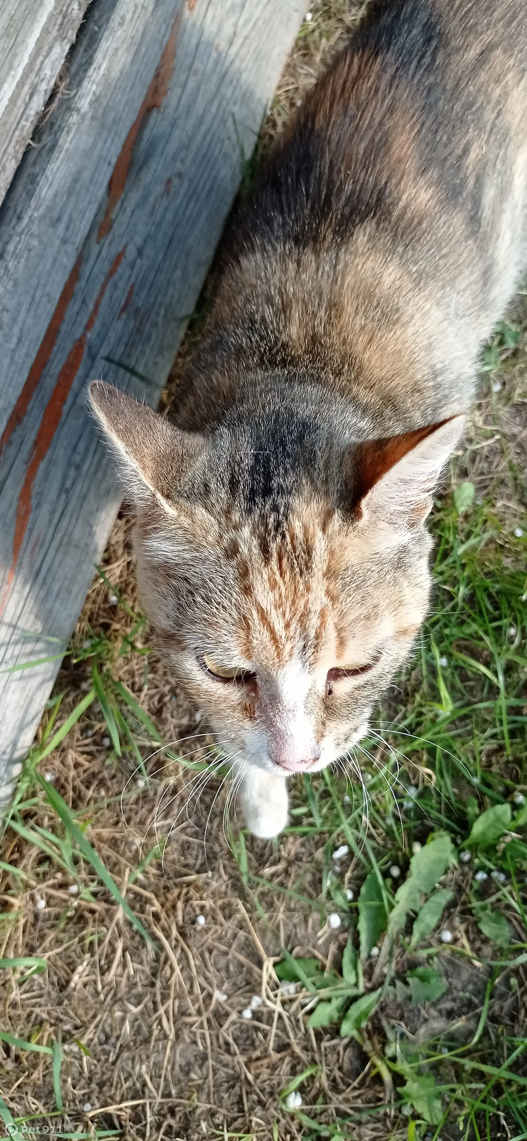 Прибилась кошка, Володарск, Нижегородская обл. | Pet911.ru