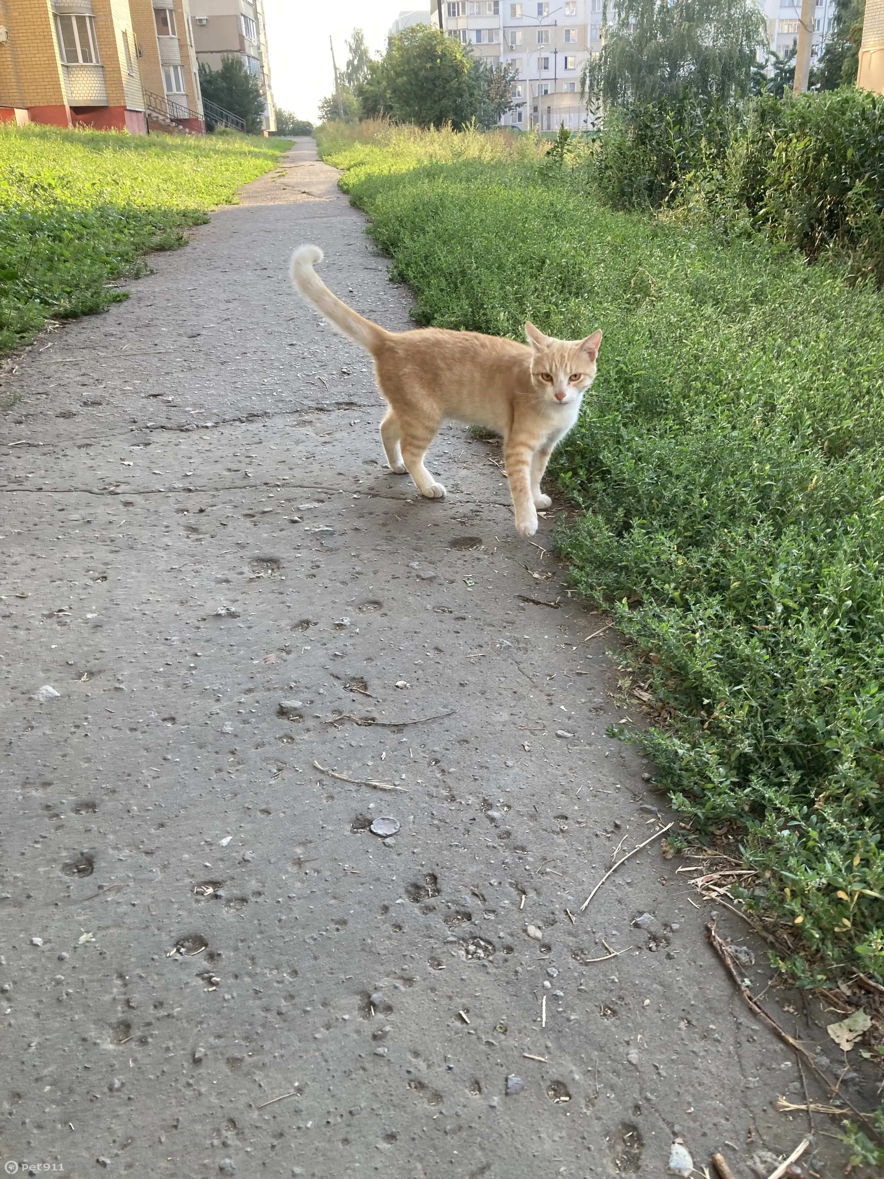 Найдена кошка Рыжий, ул. Чичерина, 28А, Тамбов | Pet911.ru