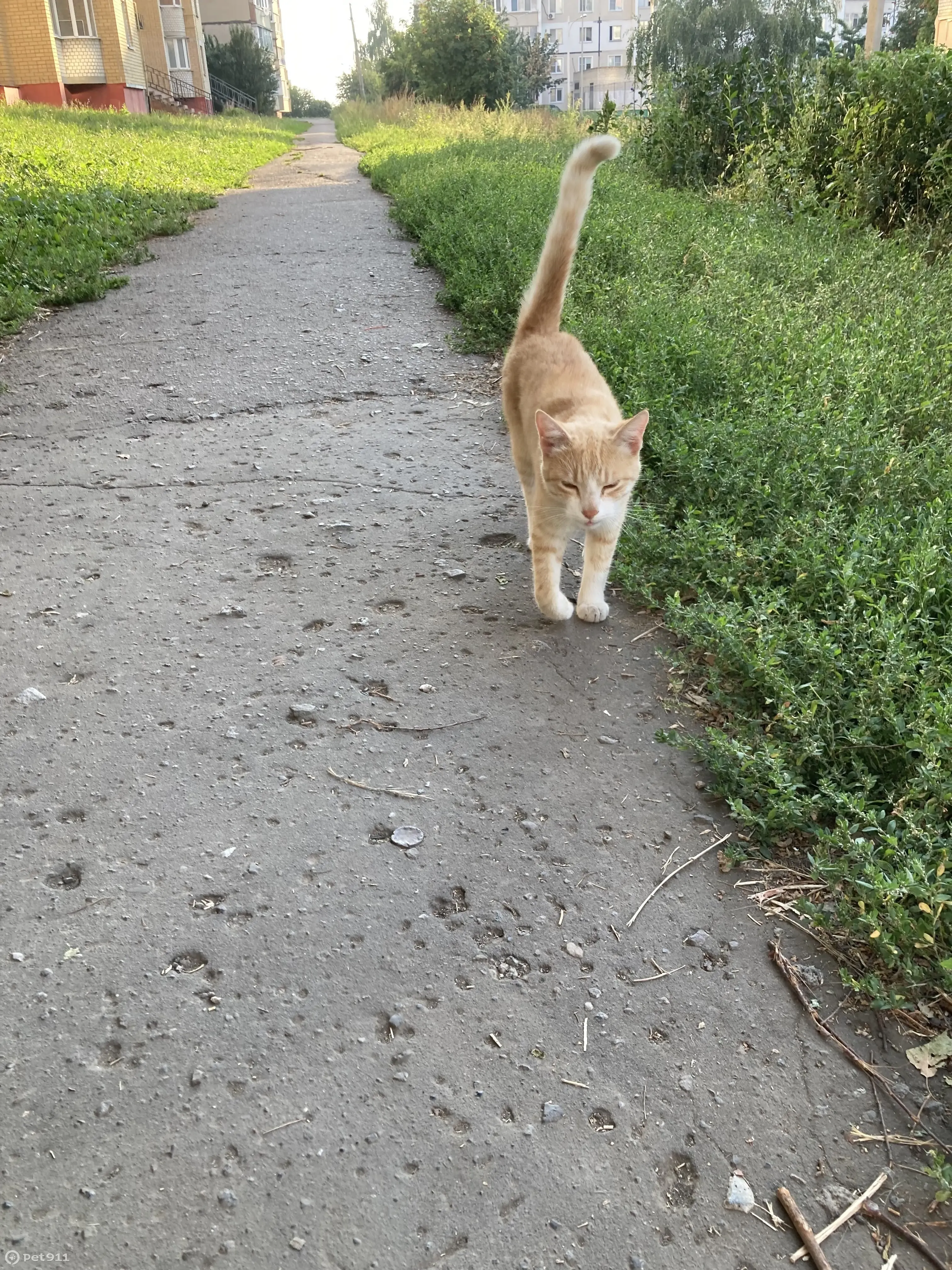 Найдена кошка Рыжий, ул. Чичерина, 28А, Тамбов | Pet911.ru