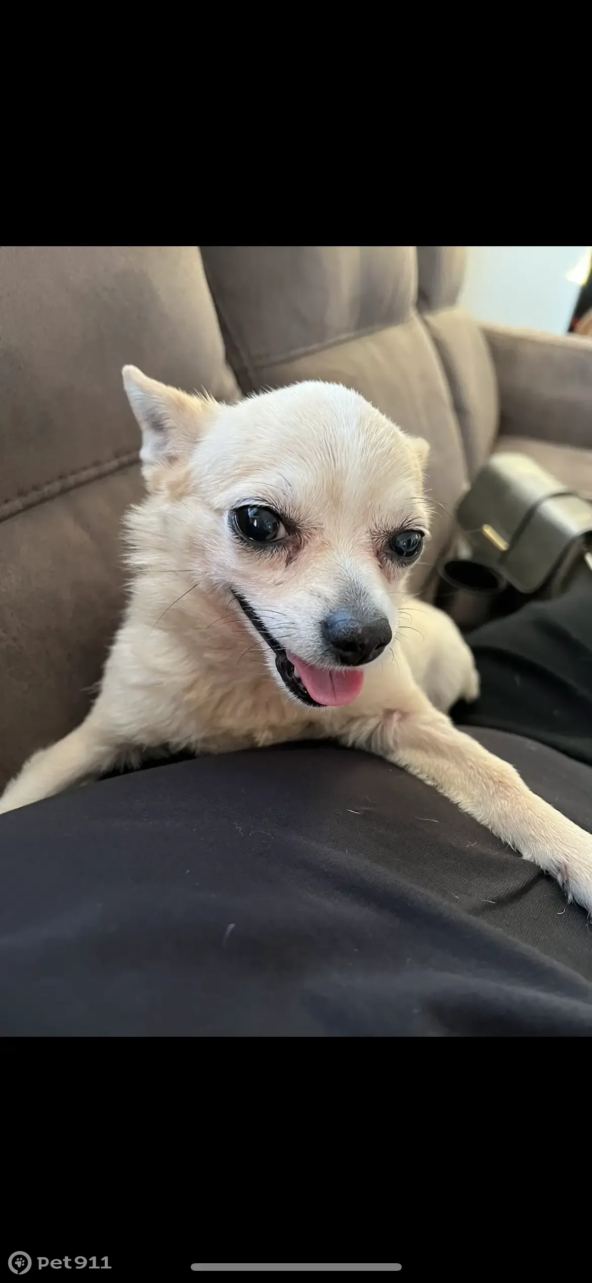 Пропала собака, вознаграждение! Республиканская ул., 34, Саранск - photo