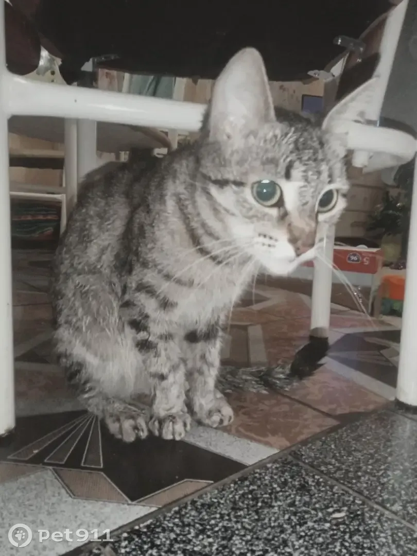 Пропала кошка на Чванова, 7А, Кстово - photo