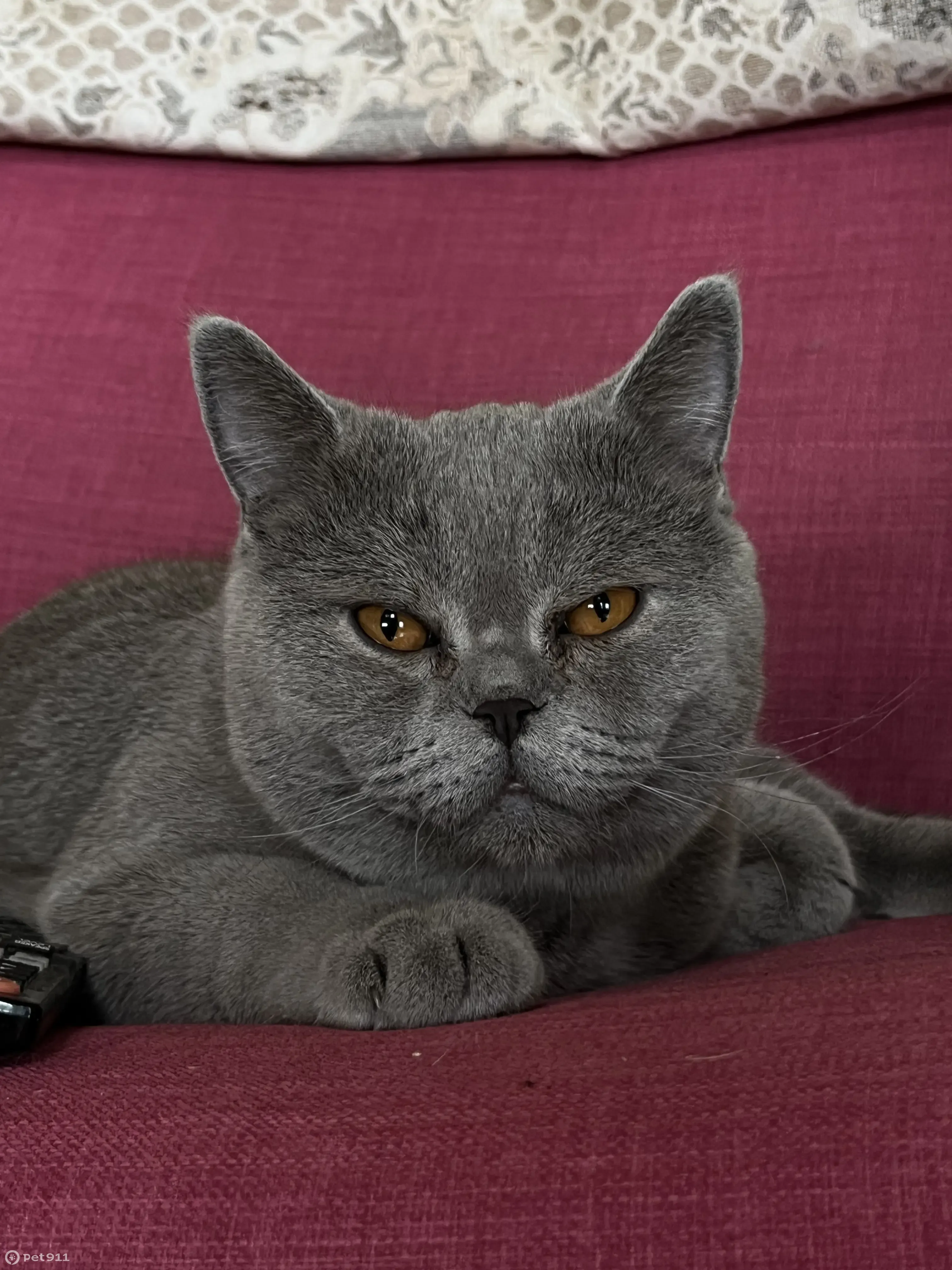 Пропала кошка Мальчик, шотландец с прямыми ушками в Ермаково, Самарская обл. - photo