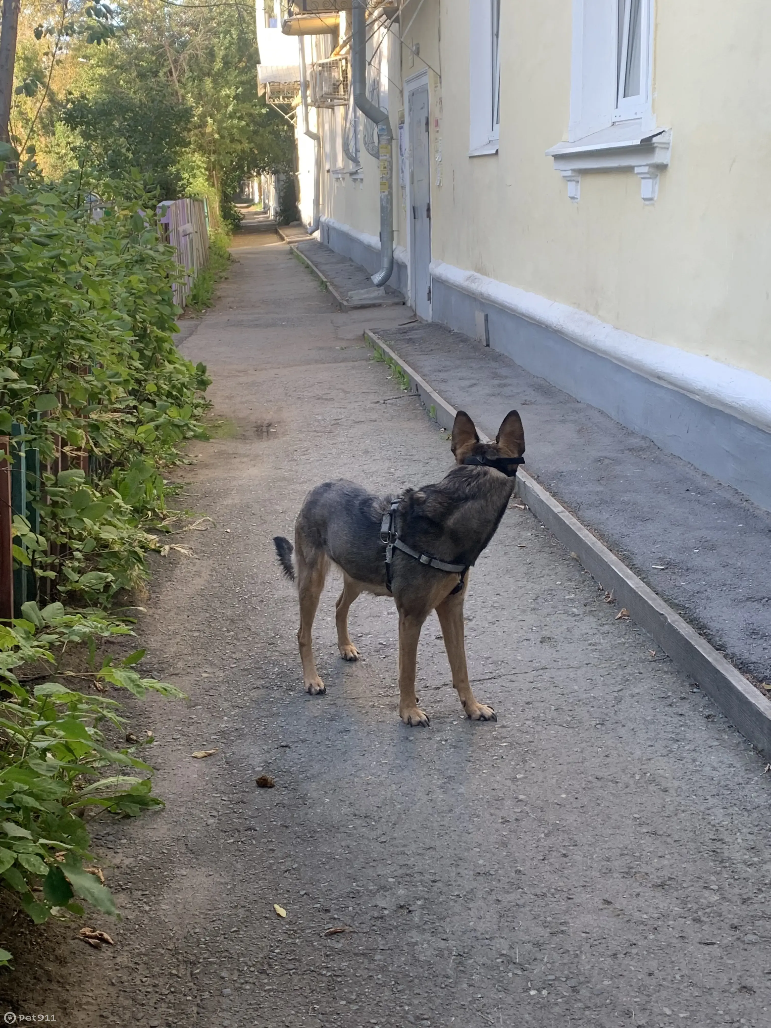 Найдена собака в Екатеринбурге, Проспект Орджоникидзе 22 | Pet911.ru