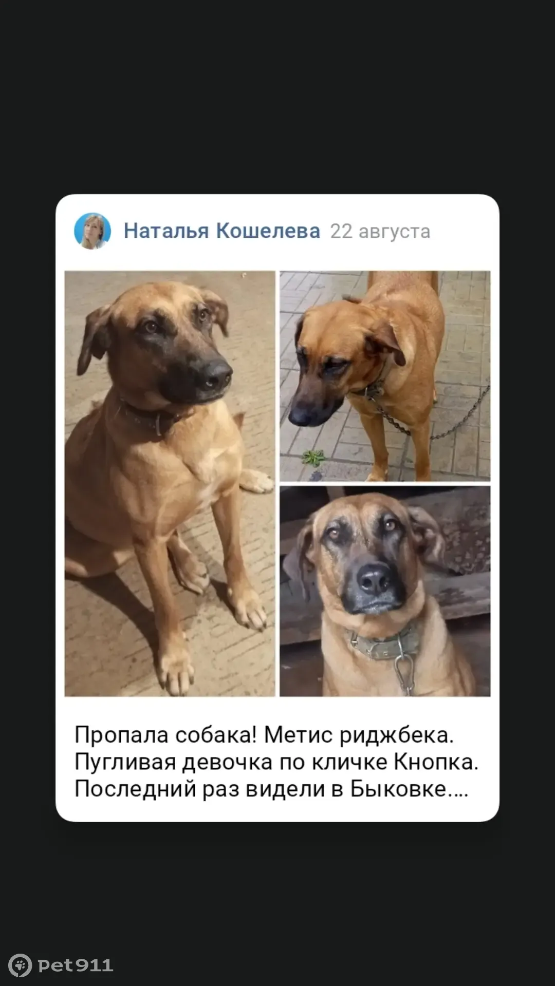 Что у меня нет собаки