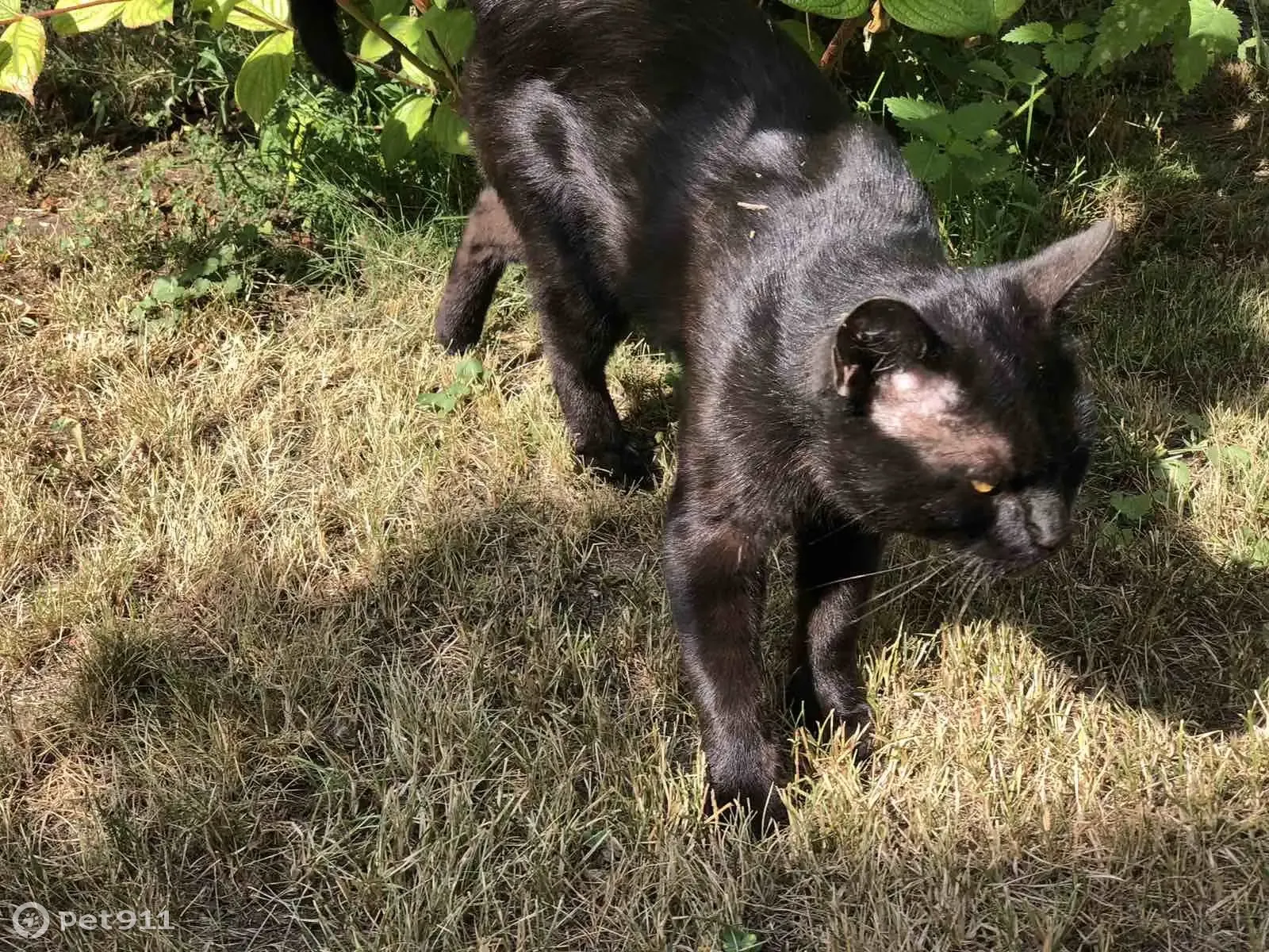 Найден умный и ласковый черно-коричневый кот на Подборненской улице, 21 |  Pet911.ru