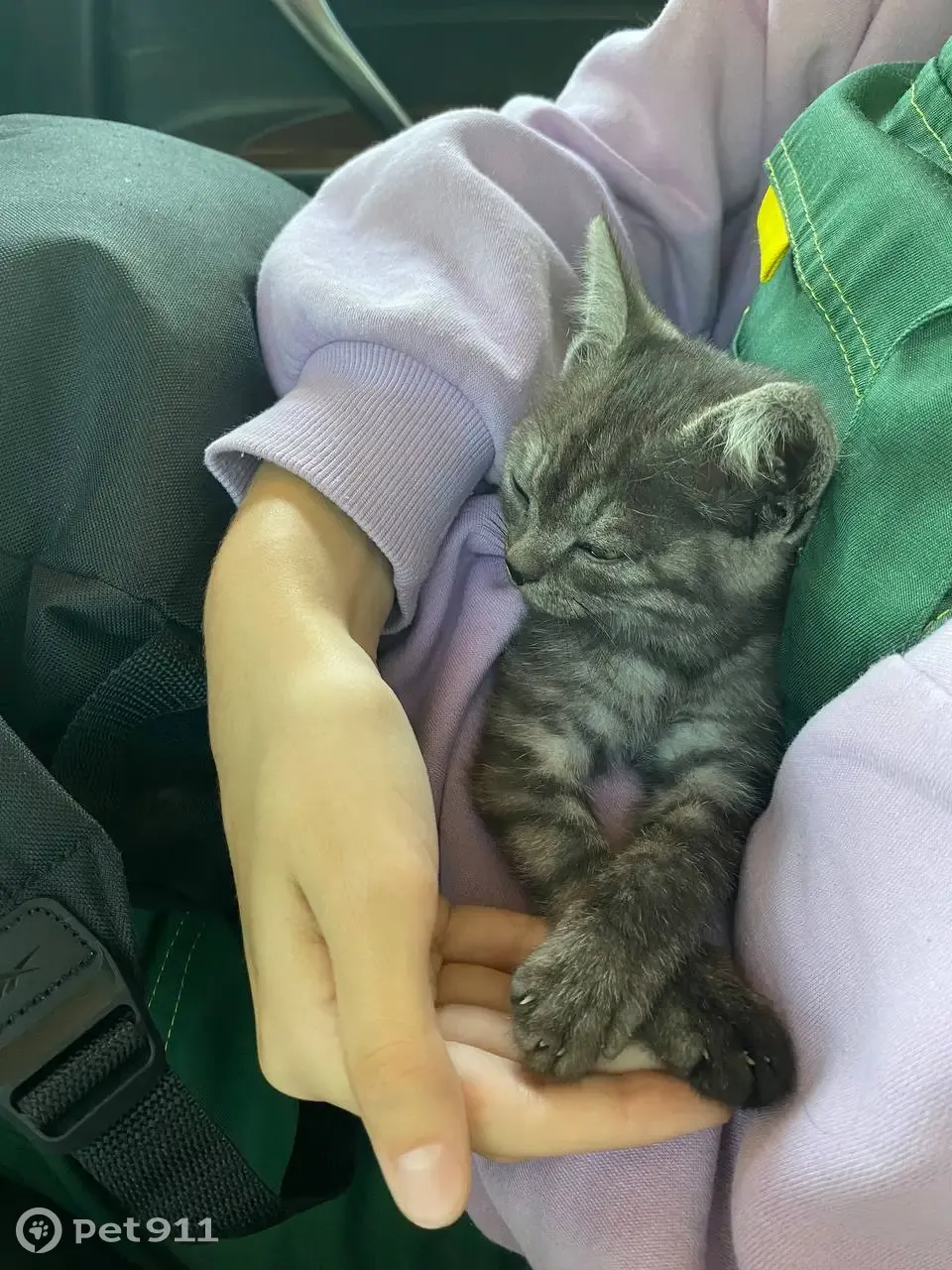 Найдена кошка, Котенок 3-3.5 мес, пепельного цвета, Смородиновая ул. 14, Барнаул - photo