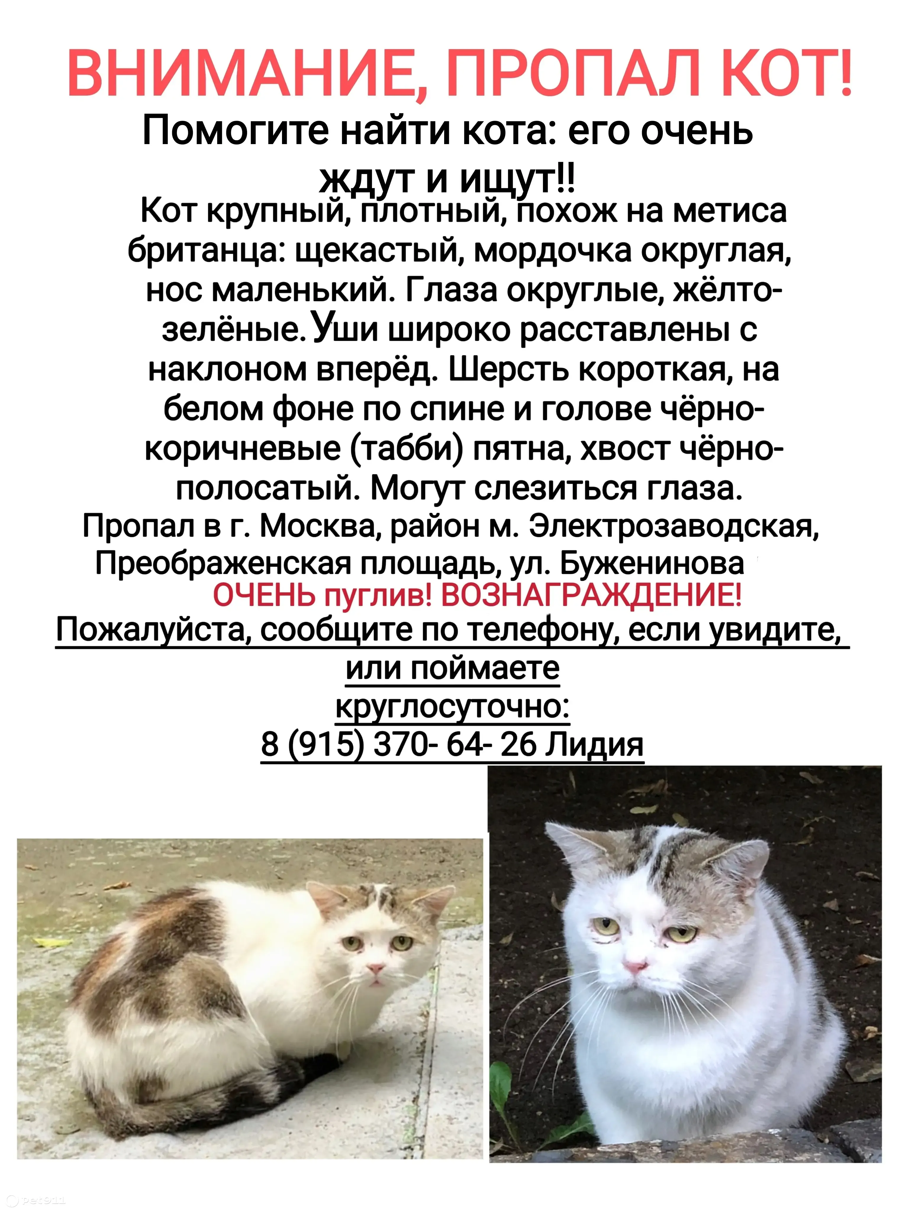 Пропала кошка, ул. Буженинова, 2, Москва | Pet911.ru