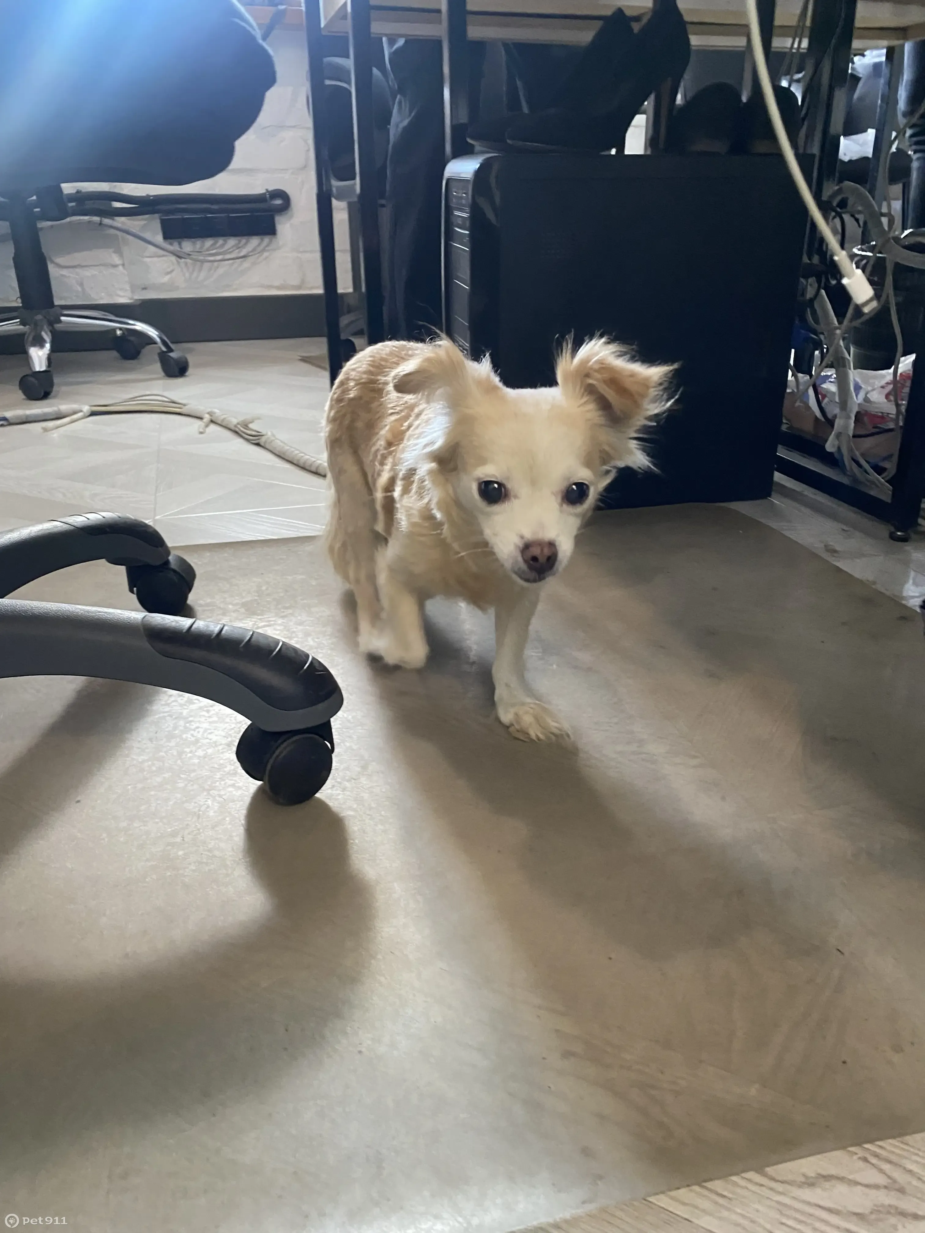 Старенькая собачка найдена на Холмогоры, 27, Вологда - photo