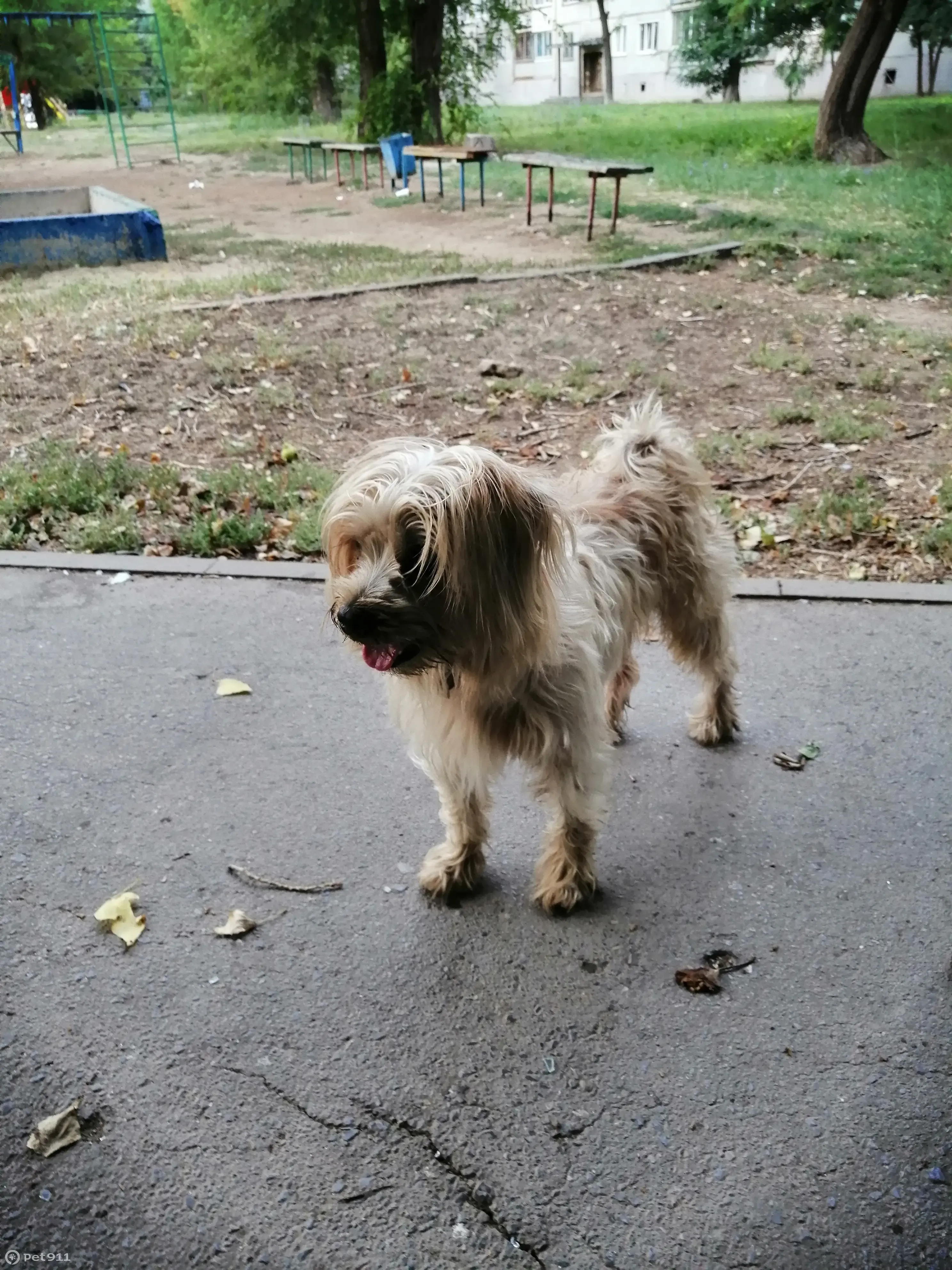 Найдена собака на ул. Композитора Танеева, 8, Волгоград | Pet911.ru