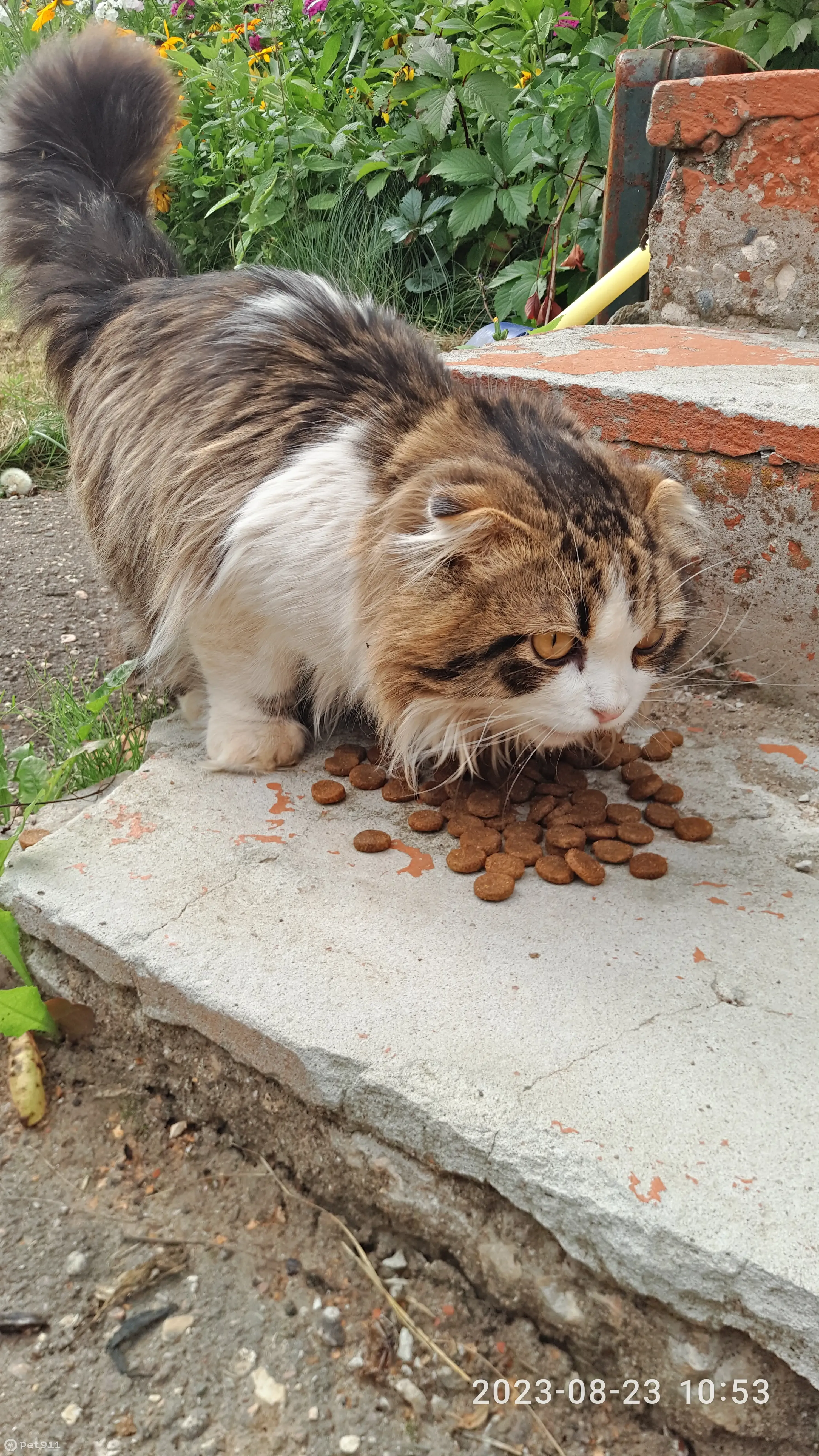 Найдена кошка в Александрове, ищем добрые руки | Pet911.ru