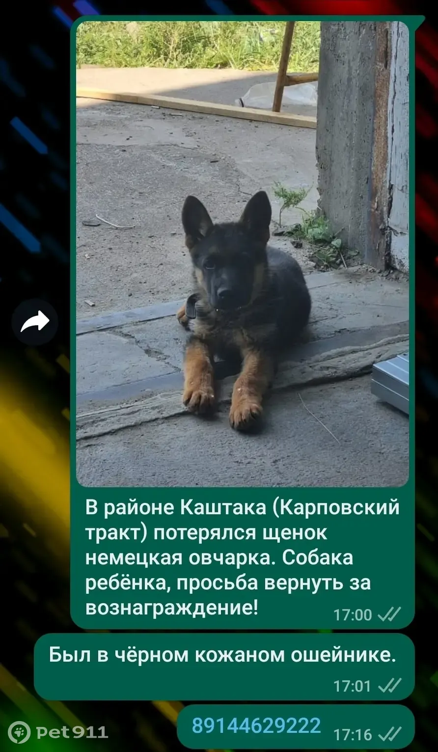 Пропал щенок немецкой овчарки, ул. Ленина, Чита | Pet911.ru