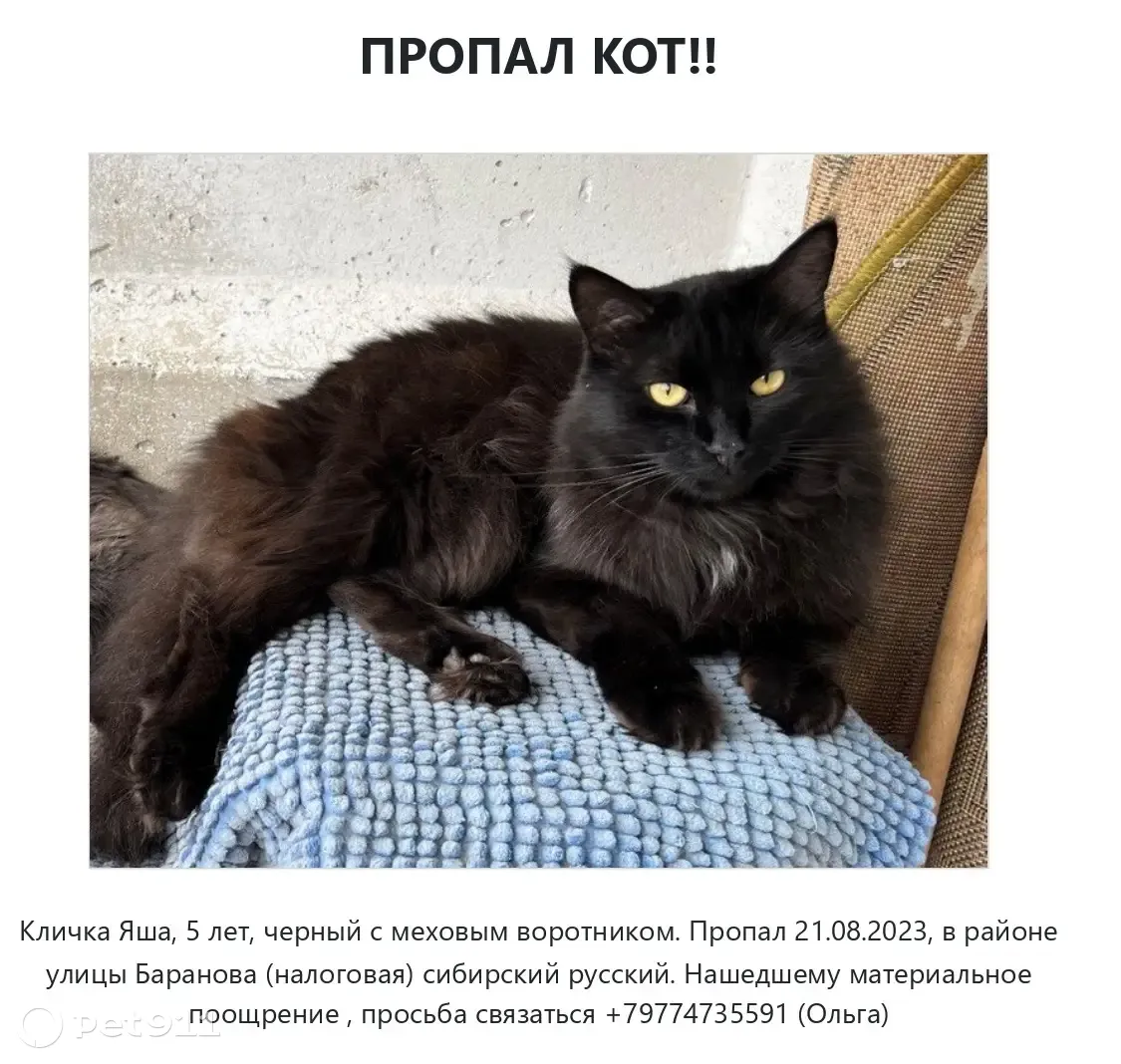 Пропал кот Яша, ул. Баранова 6, Солнечногорск | Pet911.ru