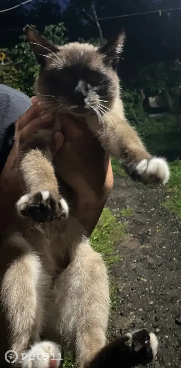 Найден сиамский кот, ищем хозяев. Банный переулок, 2, Голицыно. | Pet911.ru