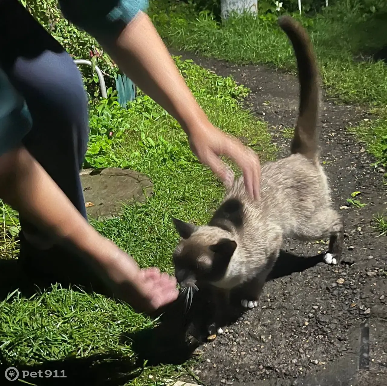 Найден сиамский кот, ищем хозяев. Банный переулок, 2, Голицыно. | Pet911.ru