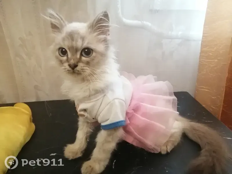 Пропала кошка, глаза голубые, убежала к Серова | Pet911.ru