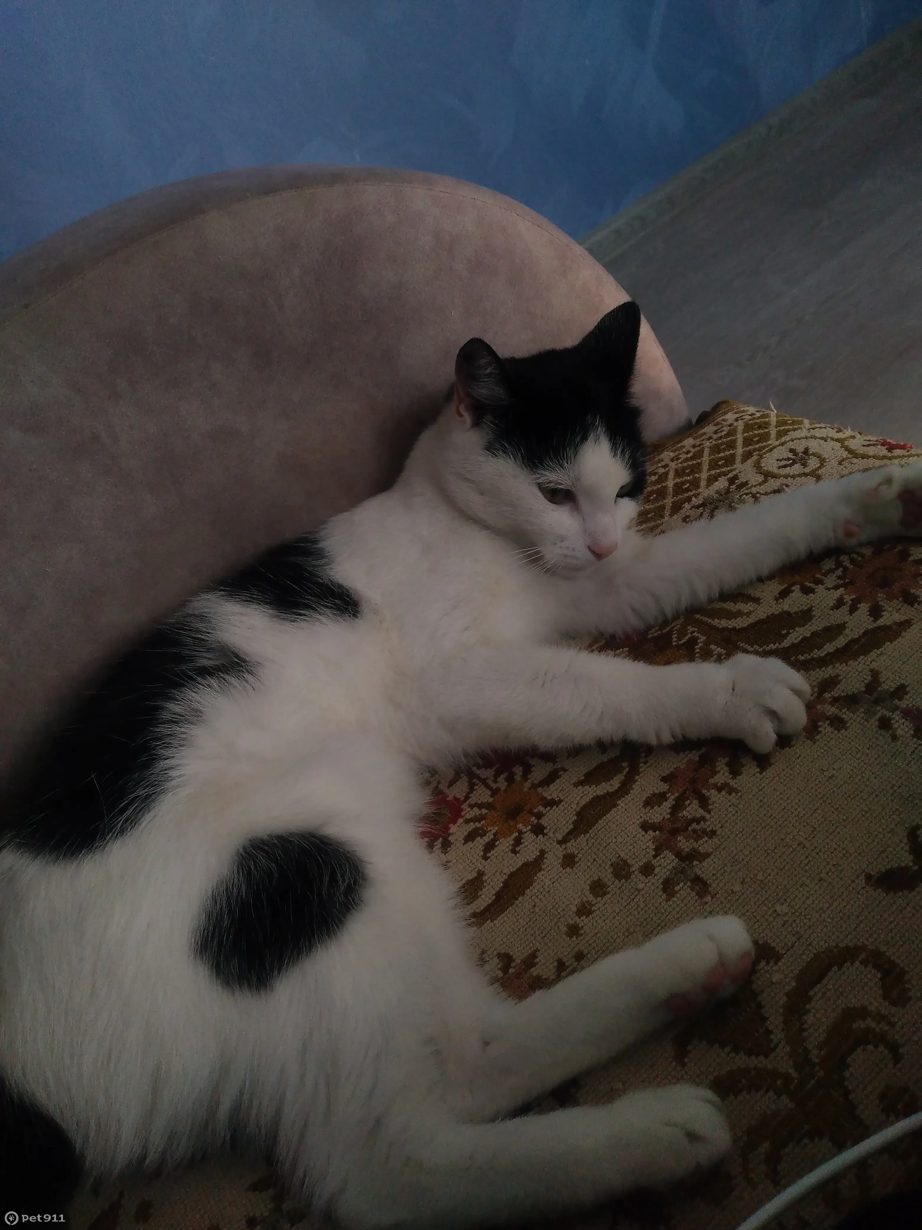Пропала кошка: белая с черными пятнами, Заречная ул., 26 | Pet911.ru