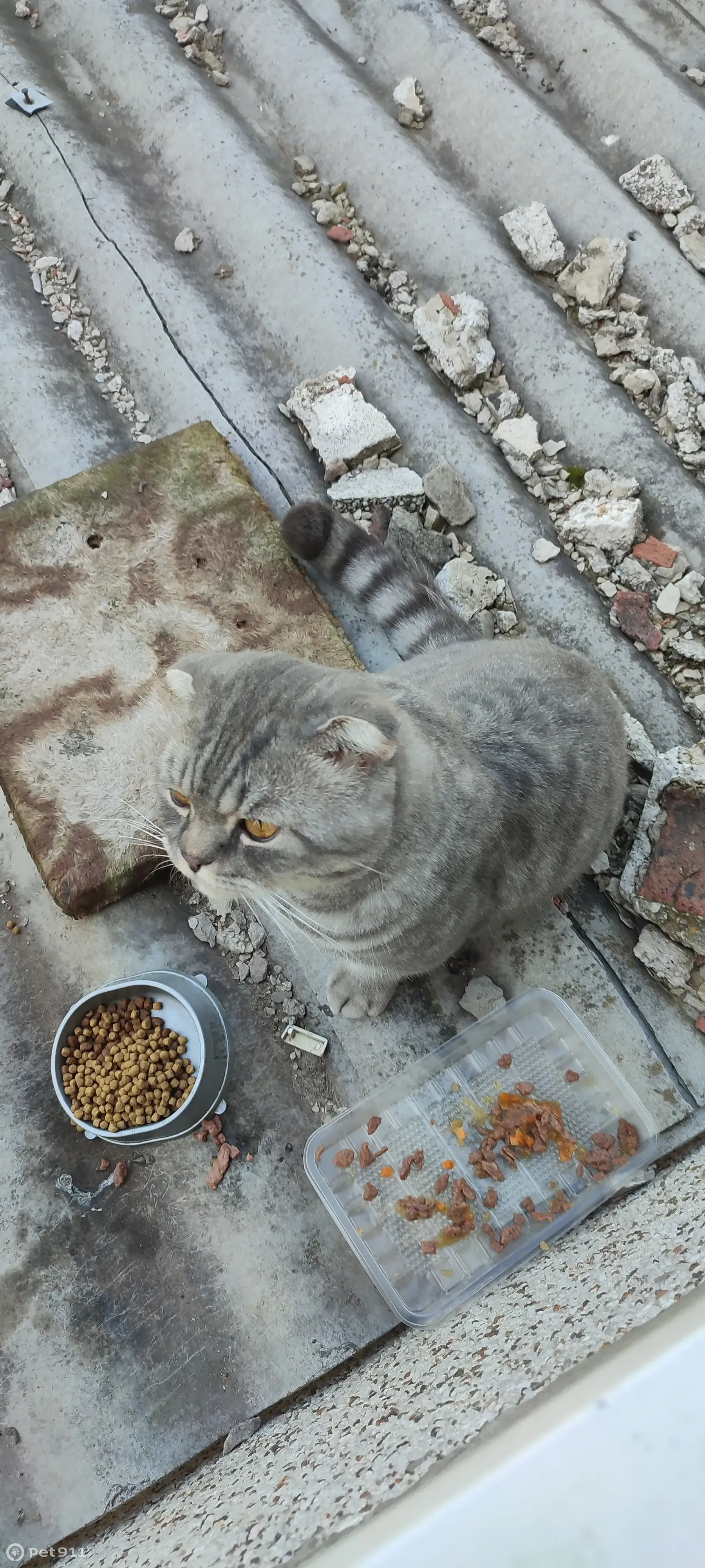 Найдена кошка Британский вислоухий, 20, Ангарск | Pet911.ru