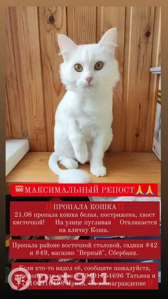 Пропала белая кошка в районе Восточной улицы, Ковров | Pet911.ru