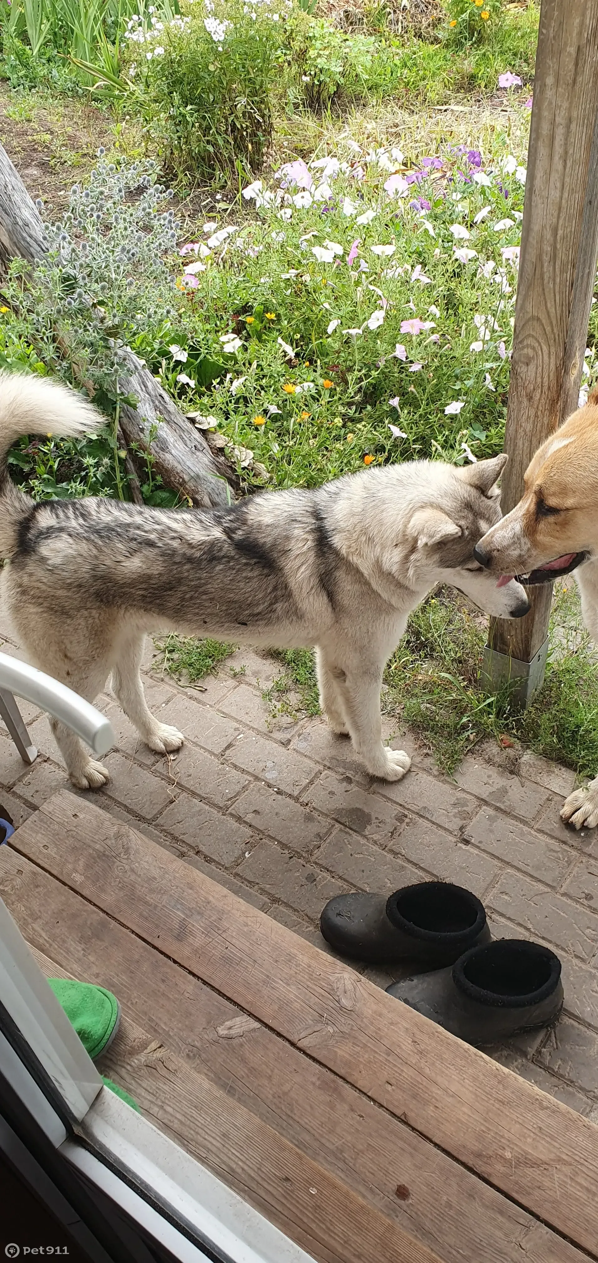 Найдена собака аляскинского маламута в вольере 