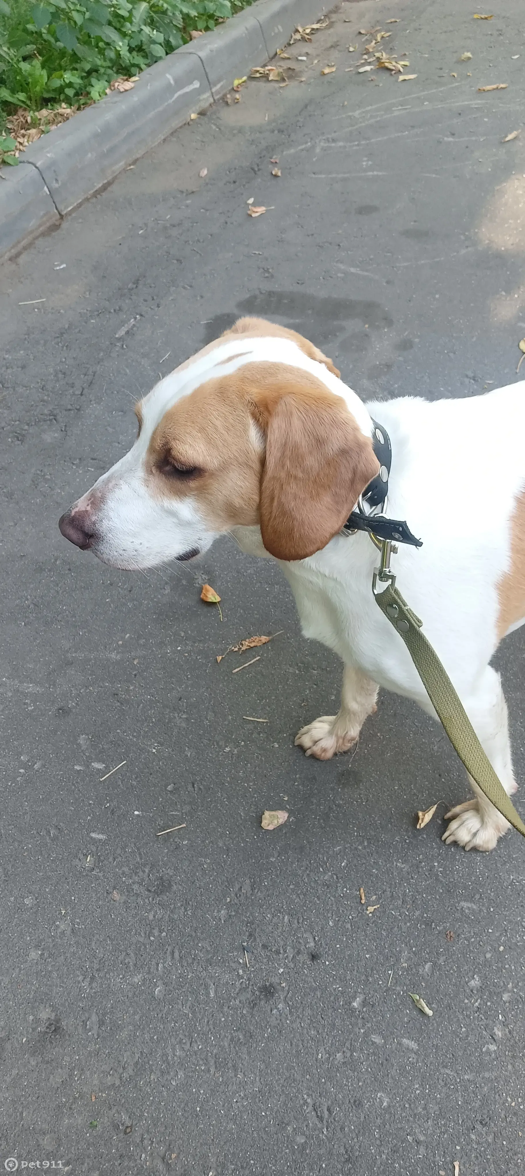 Собака кабель, помесь бигля, бело-оранжевая, найдена на Севастопольском  проспекте, 7 к3 | Pet911.ru