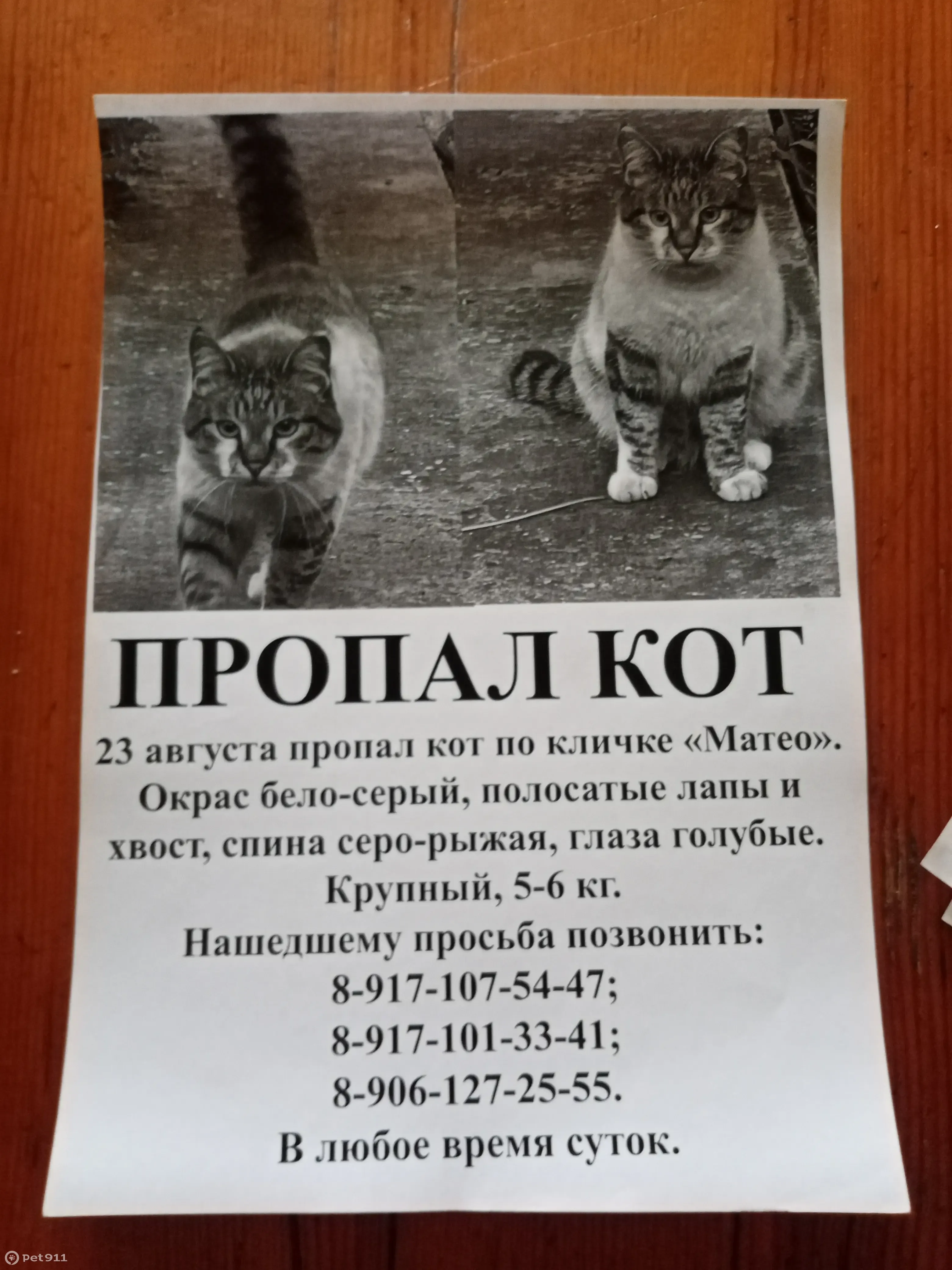 Пропала кошка на Центральной улице | Pet911.ru