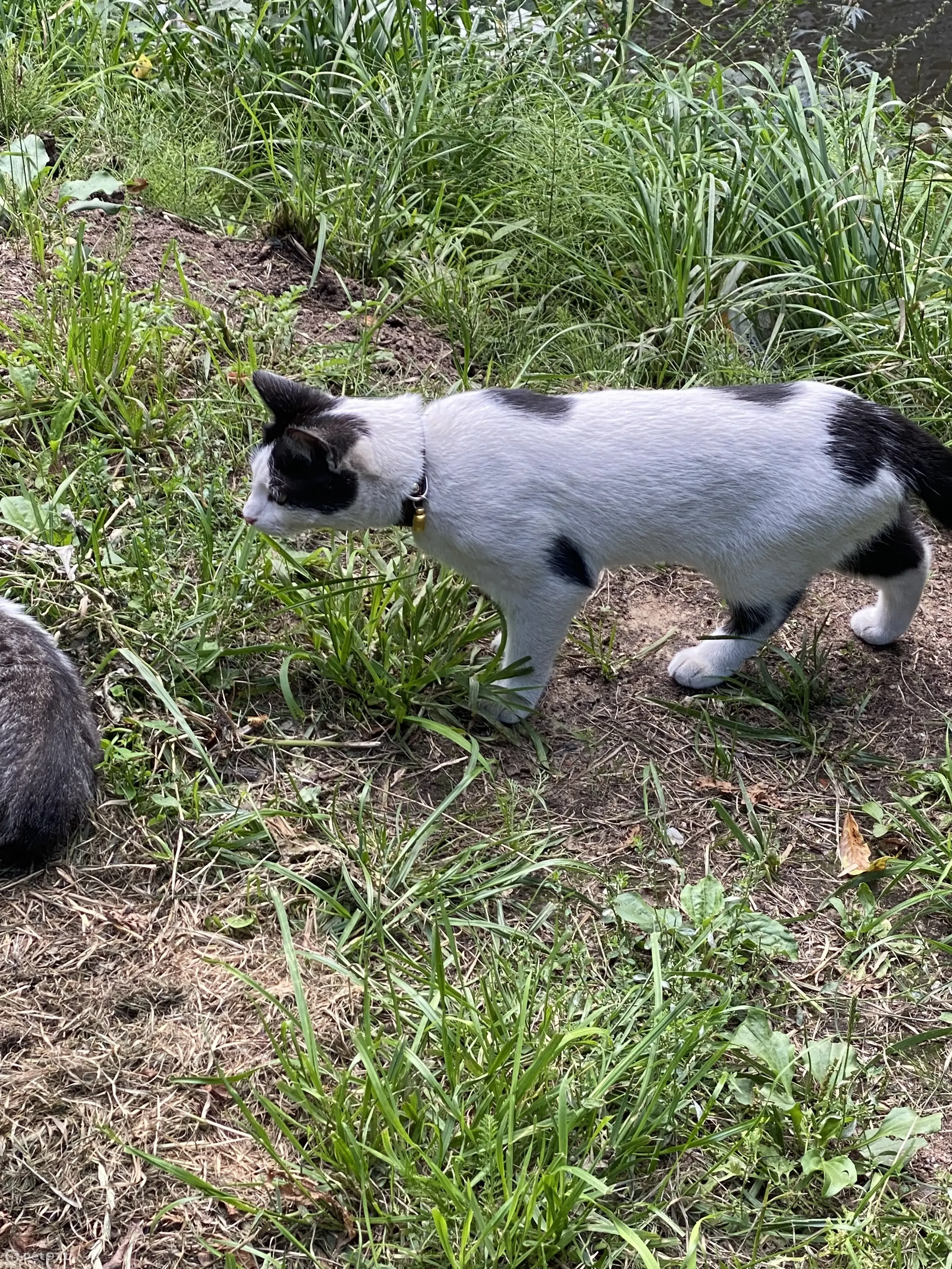 Найдена кошка без номера внутри, ул. Одоевского, д. 28, СПб | Pet911.ru