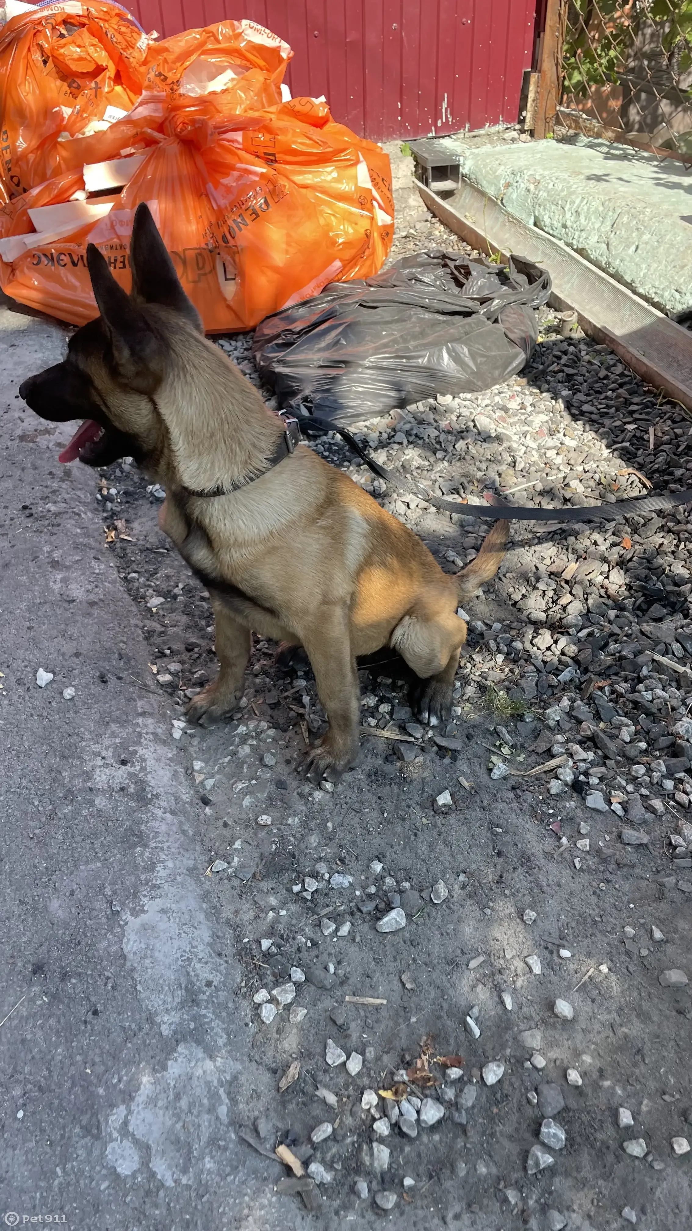 Собака на ул. Маяковского, 20, Новочеркасск - photo