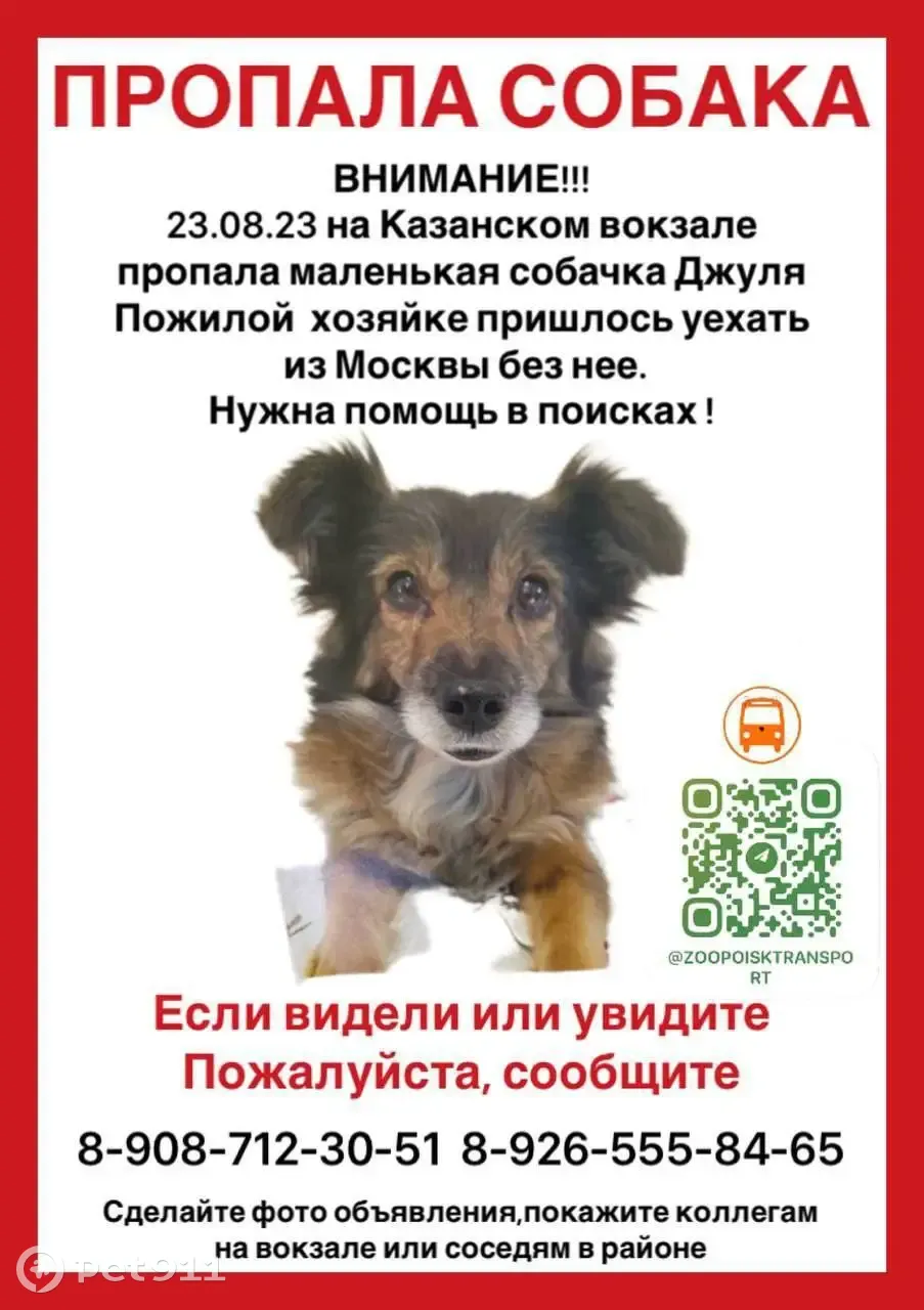 Пропала собака на Комсомольской площади, 2, Москва | Pet911.ru