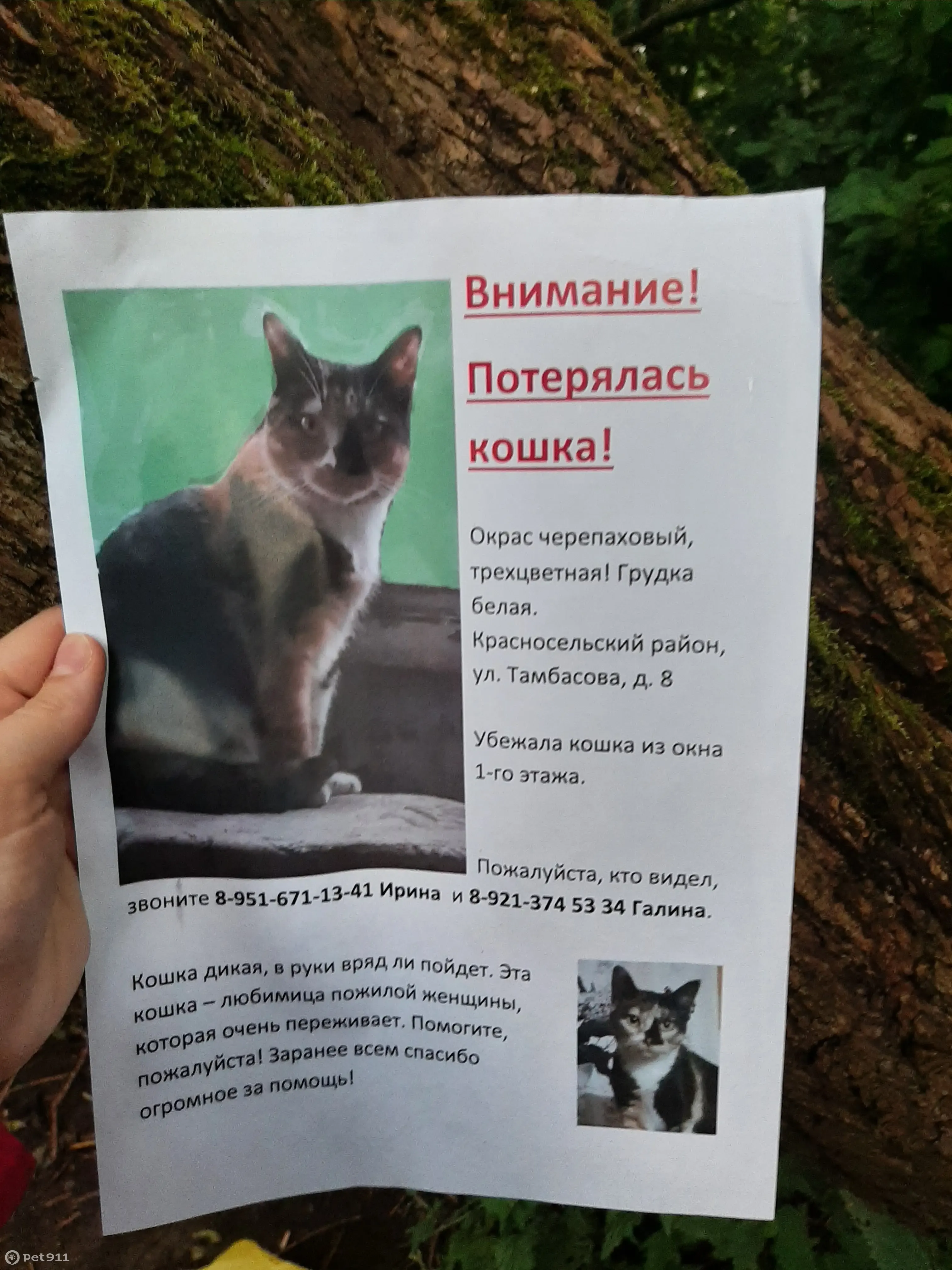 Пропала черепаховая кошка, ул. Тамбасова 8-2, СПб | Pet911.ru