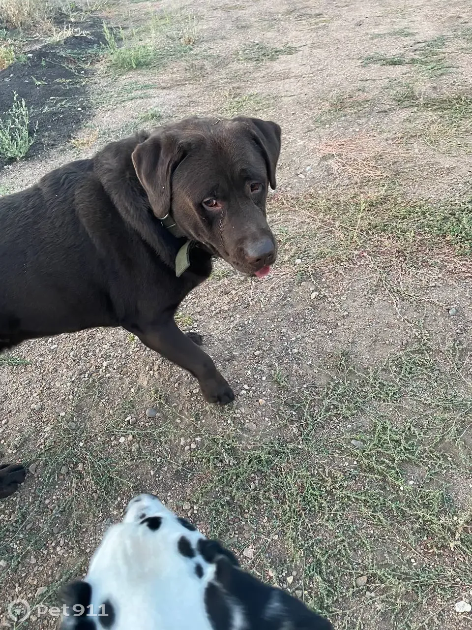 Найдена собака в Сипайлово, ул. Маршала Жукова 3/4, Уфа | Pet911.ru