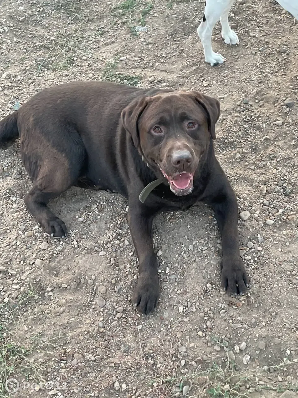 Найдена собака в Сипайлово, ул. Маршала Жукова 3/4, Уфа | Pet911.ru