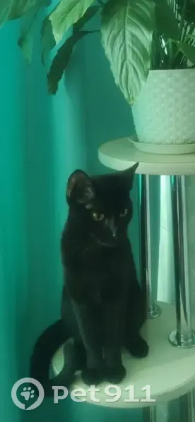 Пропала кошка Нокс, С-Петербург, Большевиков 79 - photo