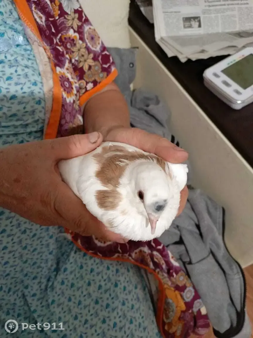 Найден белый голубь на Московской улице - photo