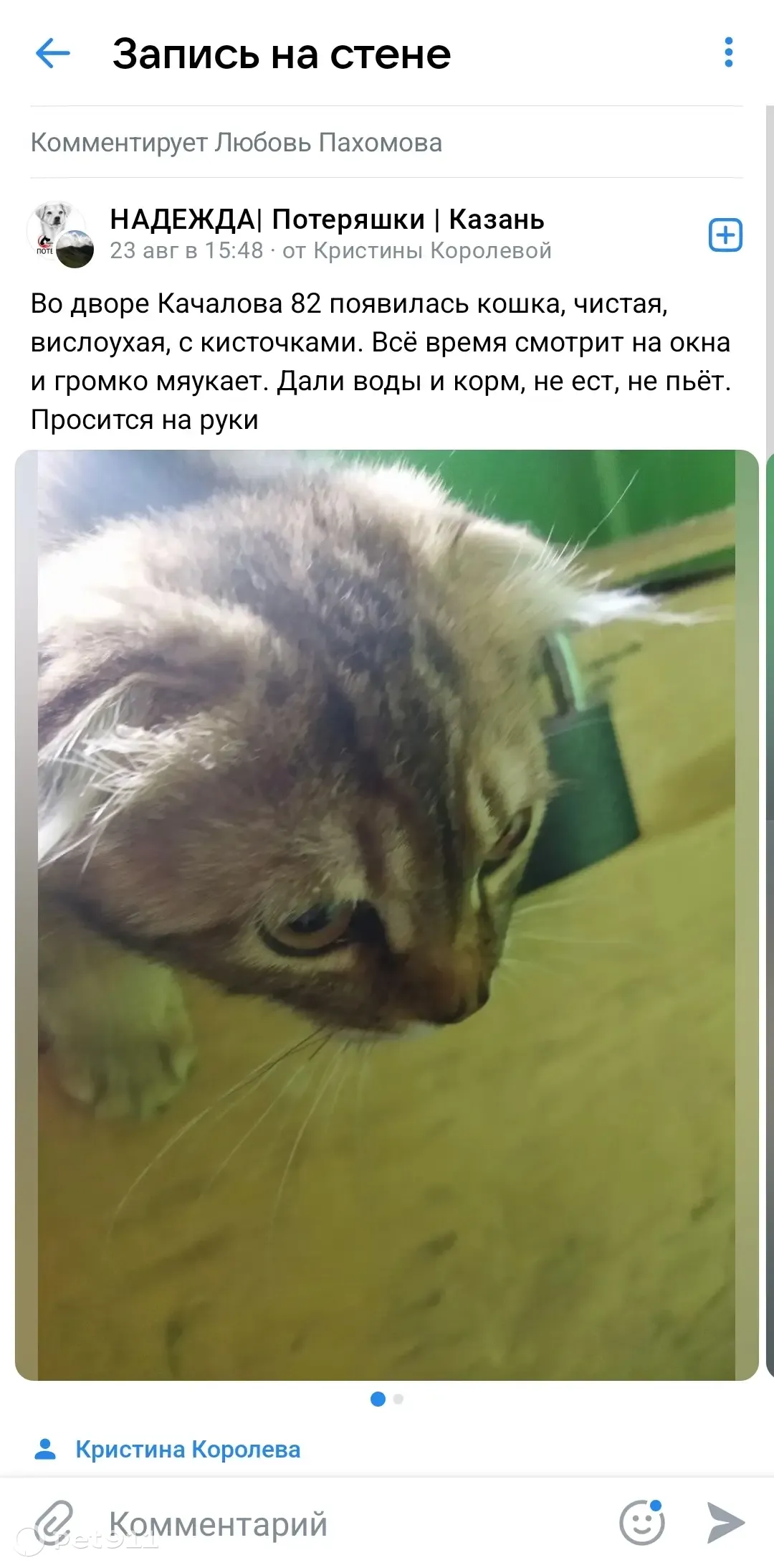 Кошка найдена на ул. Качалова 82 в Казани | Pet911.ru