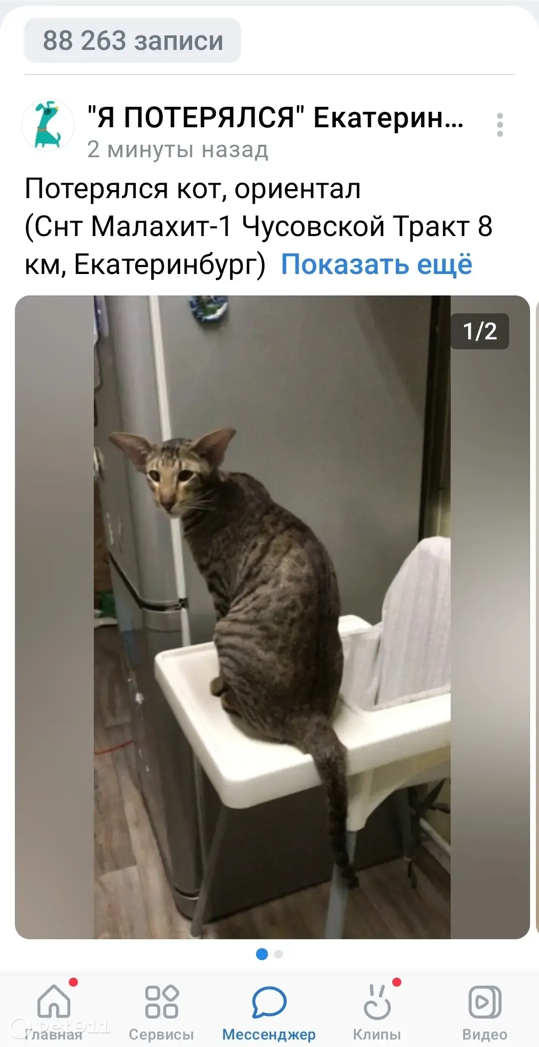 Пропала кошка в районе снт Малахит-1, Чусовской тракт | Pet911.ru